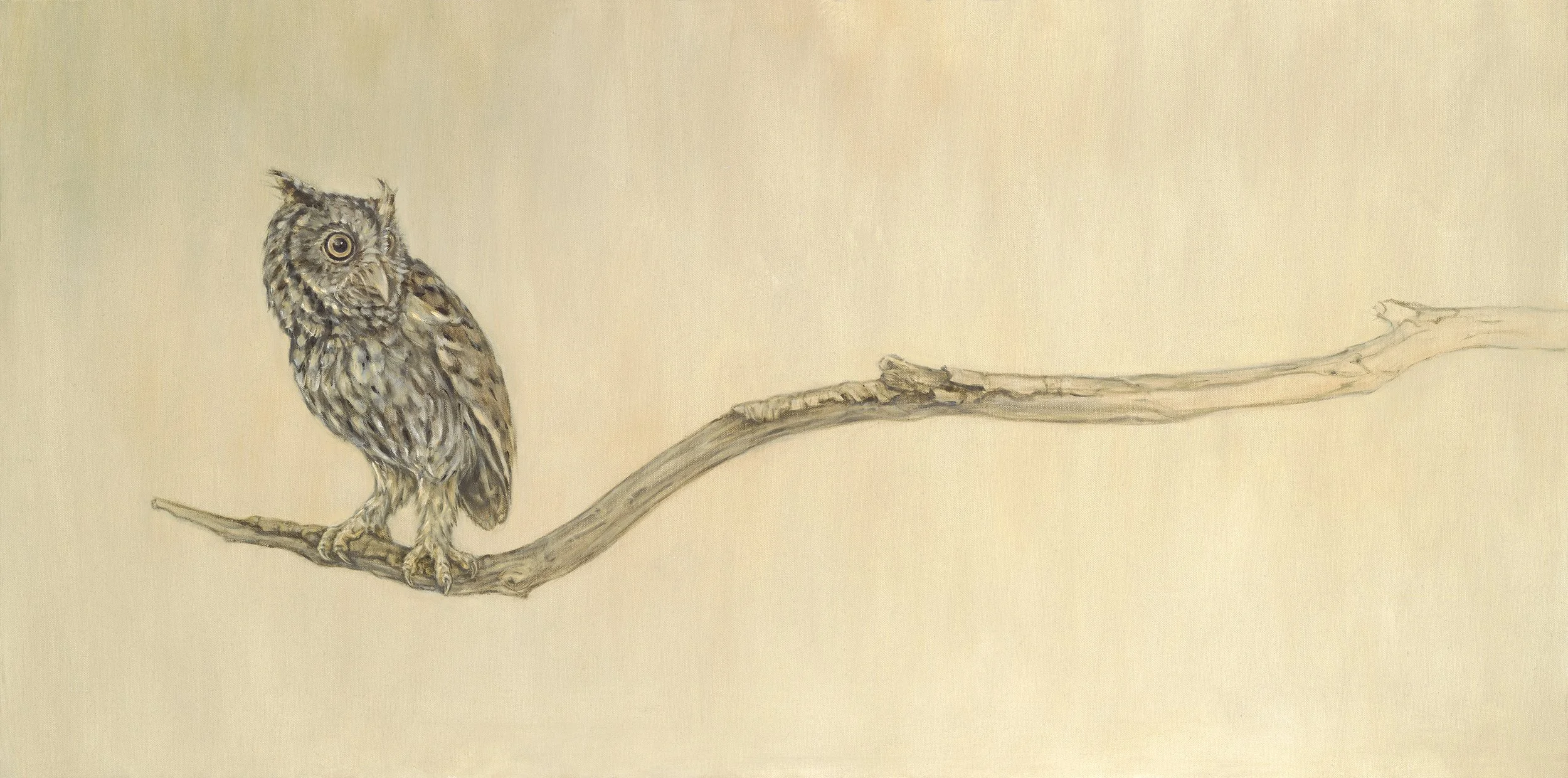 Screech Owl med res.jpg