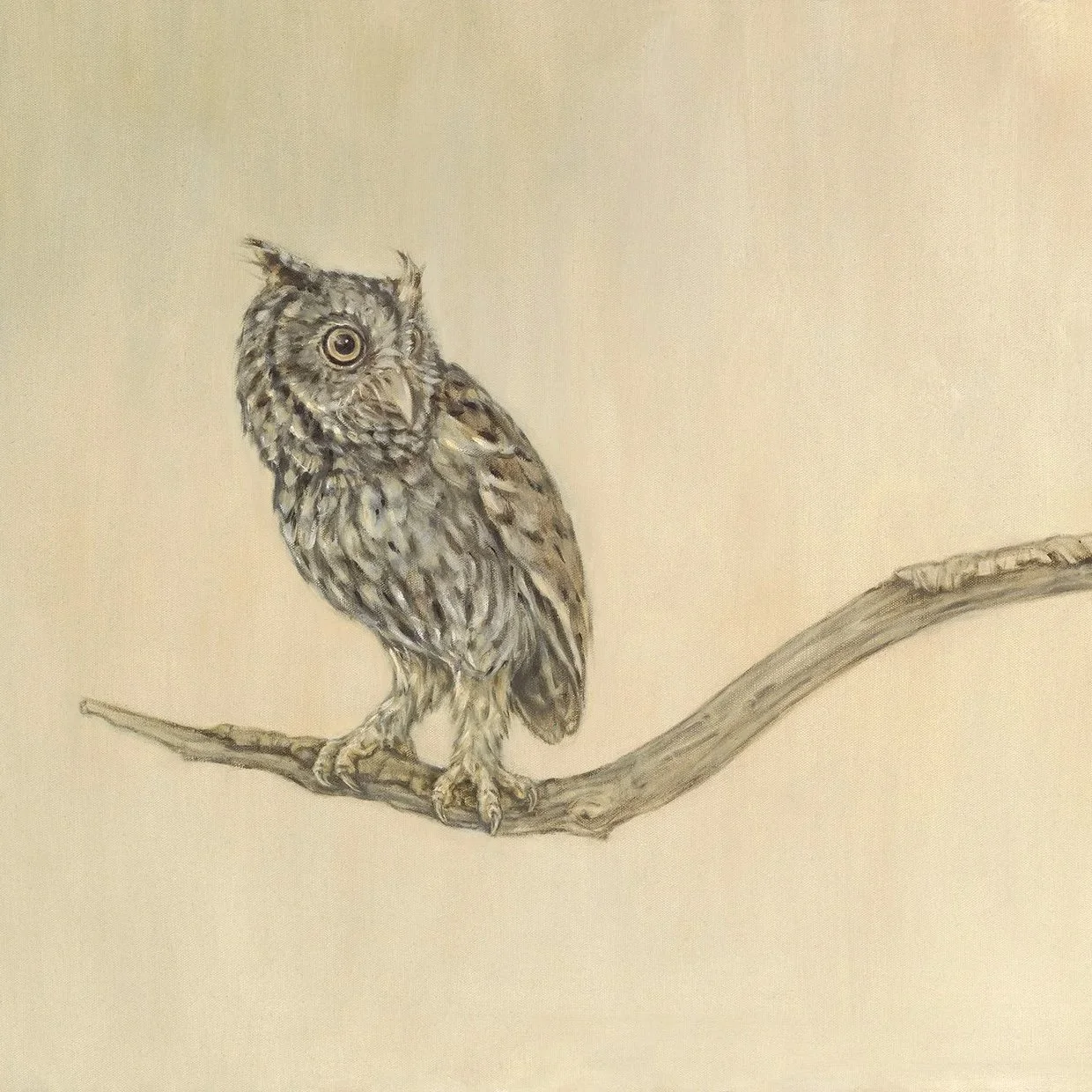 Screech Owl - Greeting Card - Pack of 6