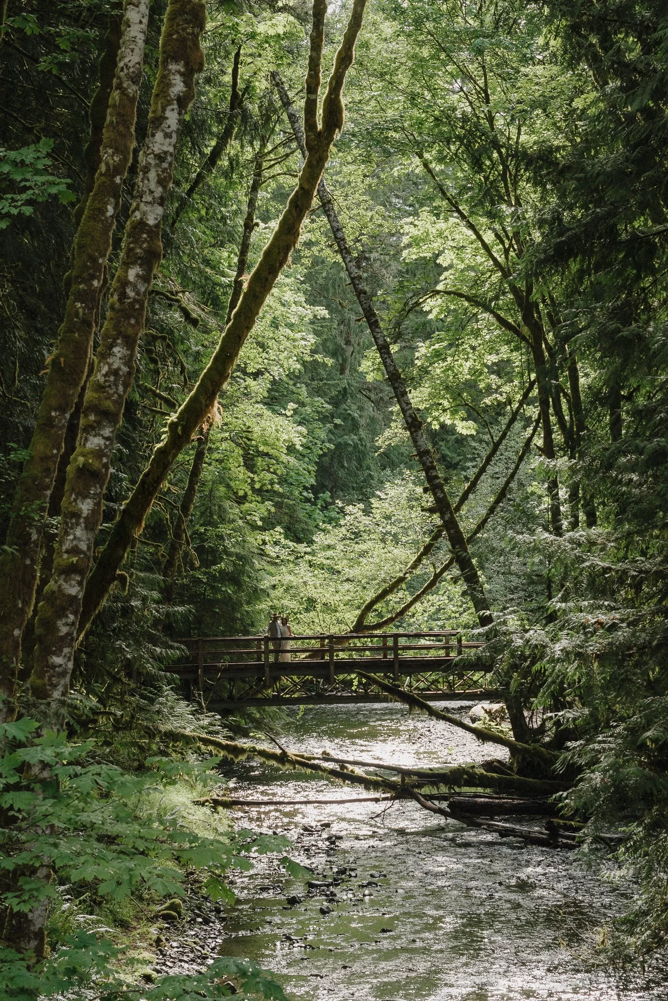 A lush green forest with tall trees and dense foliage. A small stream runs under a wooden bridge where two people are walking.