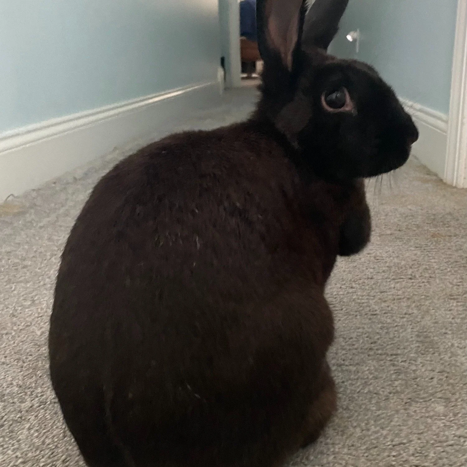 ⭐Foster Spotlight⭐

Miss Bella is the Mercedes G Wagon of bunnies&mdash;bold, stylish, and absolutely unforgettable. She adores cuddles and being held, but always chooses the moments on her own terms. When she wants extra attention, she&rsquo;ll grac