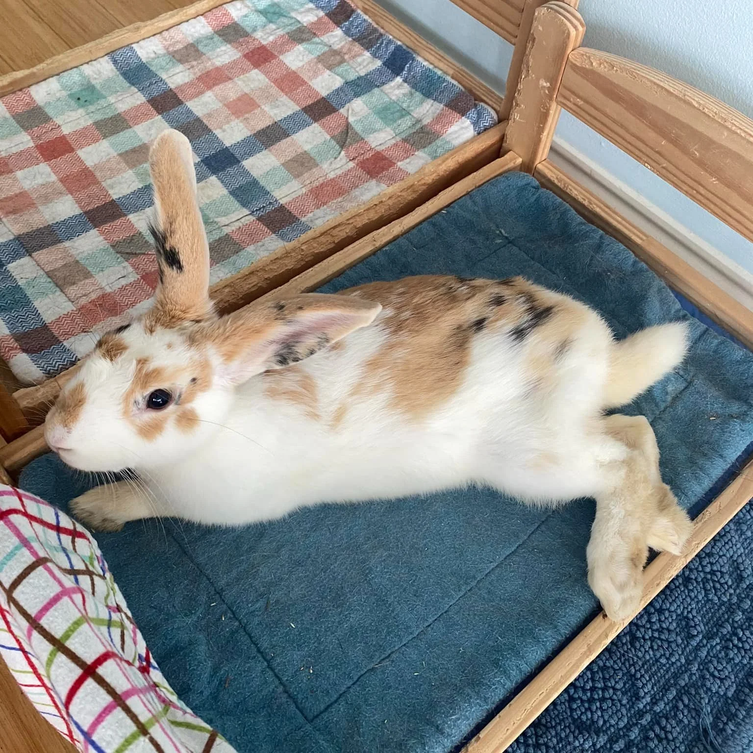 ⭐Foster Spotlight⭐

Meet Tater 🥔

Tater is an adventurous bunny who loves being involved in everything you do! She adores attention but prefers cuddles on her own terms. This energetic girl is building her &quot;buns of steel&quot; by running up and