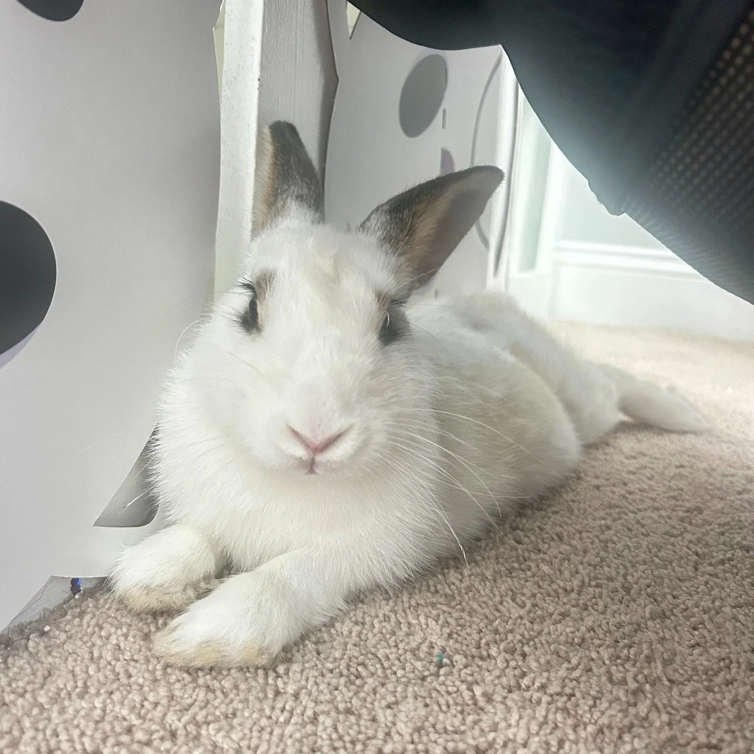 Meet Mochi 🐇 HT newest foster! 
Mochi is a sweet, energetic bunny with a curious personality and a big heart! She loves exploring her surroundings and is always eager to be part of the action. Mochi enjoys spending time with people and even loves ha