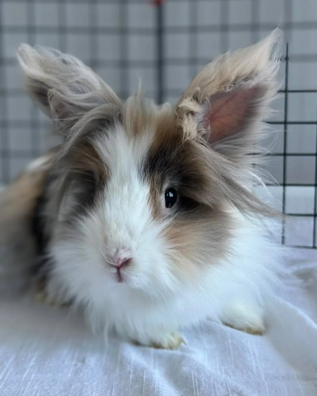 Okay Hoppy Tides family! 🐾💙
We&rsquo;ve got a new foster bun joining the crew, and she needs a name!
She&rsquo;s a sweet 3.5-year-old girl, and we want you to help us name her. 
Drop your best name ideas in the comments below &mdash; we&rsquo;ll pi