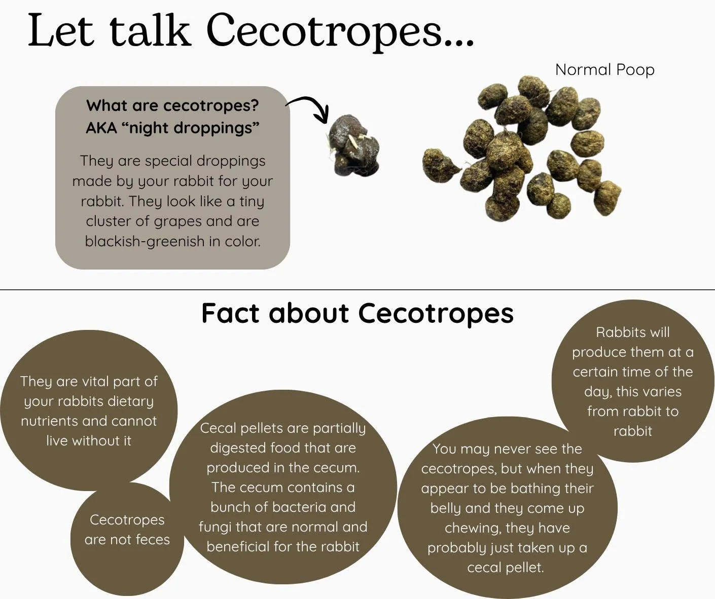 🧠Education Tuesday
#cecotropes #rabbitpoop #rabbiteducation #themoreyouknow