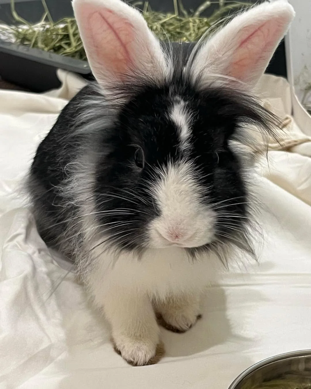 Everyone meet our newest foster Sally✨

Hi, I am new to this whole &ldquo;foster&rdquo; situation as the humans call it. But so far I am loving every minute of it, I get a whole room to myself&hellip; crazy right!? My foster mom says that even in the