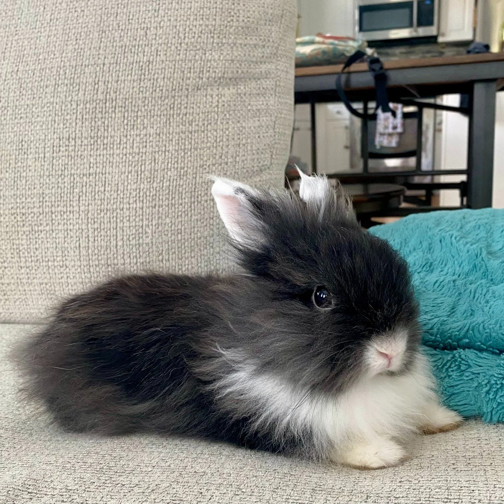Everyone welcome Muffin 🥧 to our foster program! 

Muffin was found in the same area as some of our other foster rabbits, she and her friends have been living outdoors for at least 2 months! 

She appears to be mostly healthy, but does need some sup