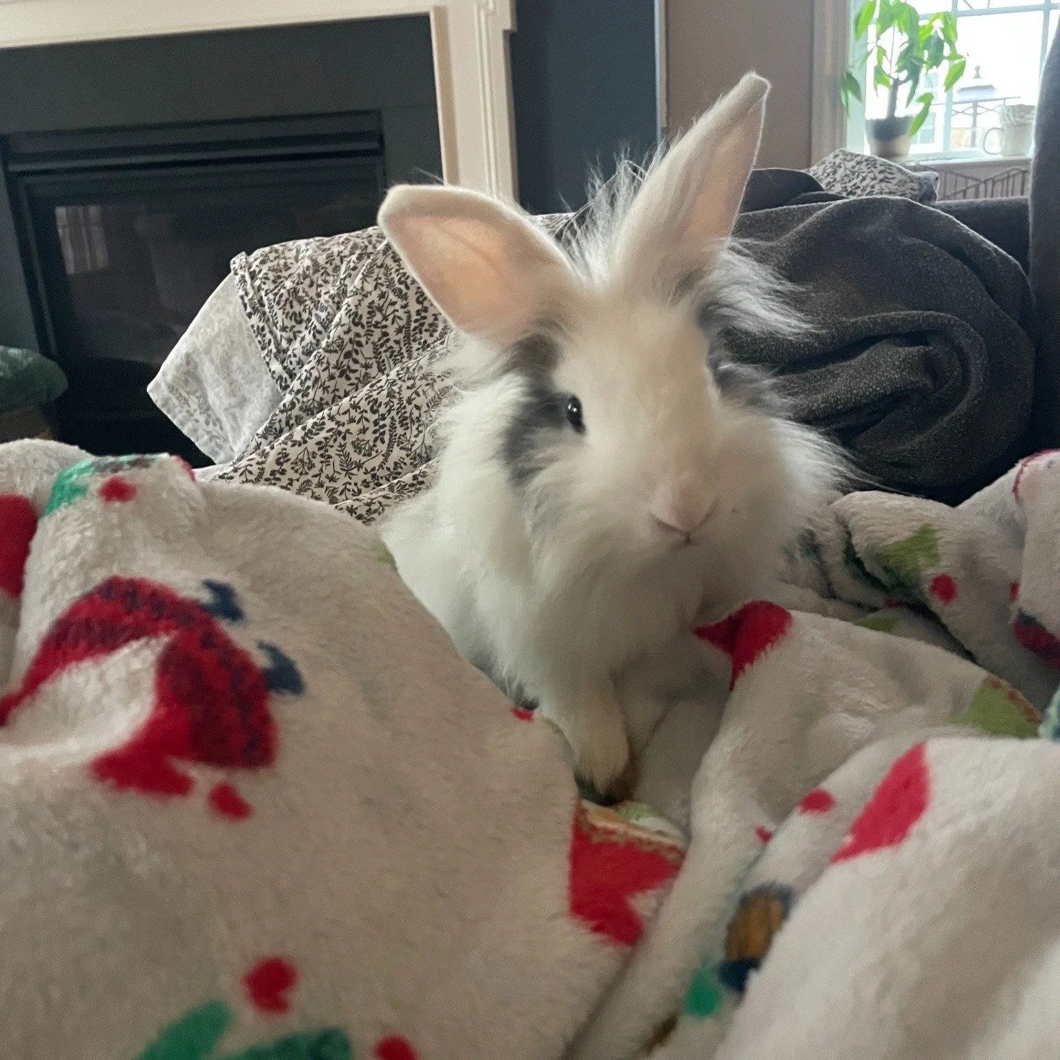🎃🐰 Happy Halloween from Biscuit! 🐰🎃

Meet Biscuit, our newest foster at Hoppy Tides! She&rsquo;s been living outdoors for over 2 months and, unfortunately, has come into contact with botflies.

So, what are botflies? 
Botflies are a type of fly w