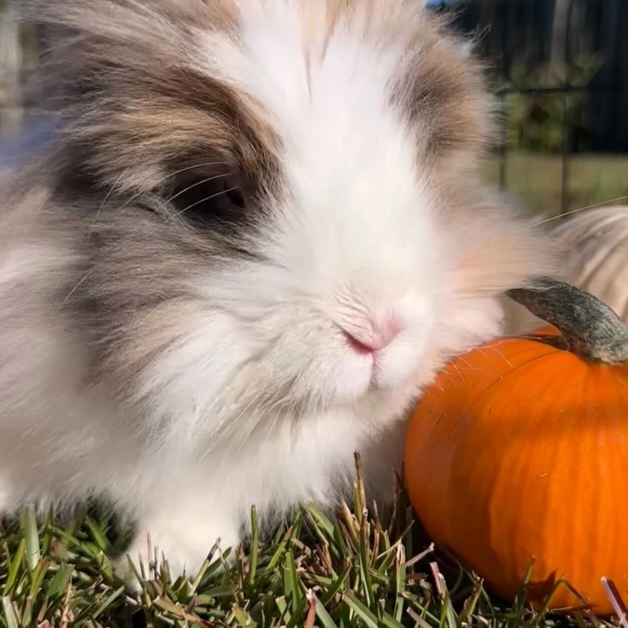 Miss Ellie is enjoying this &quot;sweater-weather&quot; 🎃

Ellie is available for adoption, please share with all of your bun-friends!
__________________________________________________________________________
Link to adopt: 
https://www.hoppytidesi