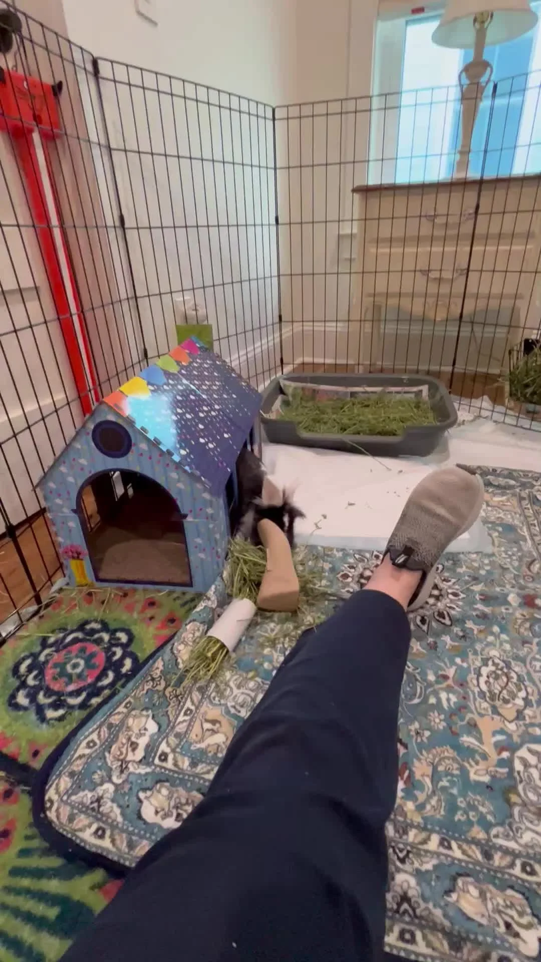 Sally is coming out of her shell and having a blast at her foster home! ✨🎉

If you would like to help rabbits like Sally, fill out the form below to become a foster with us❤️

https://new.shelterluv.com/matchme/foster/HILM/Rabbit
