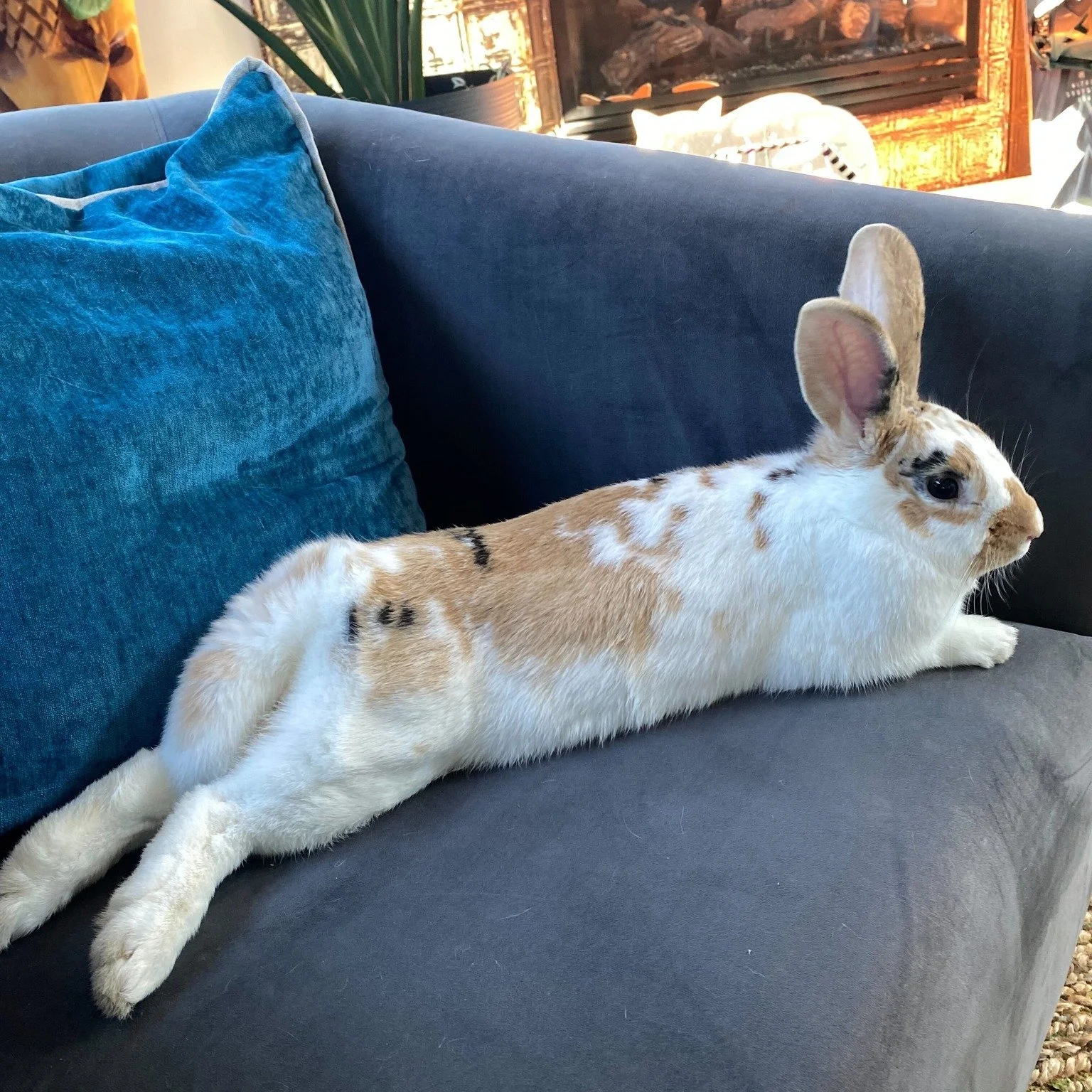 Hello everyone it's me Tater Tot again🐰!I'm thrilled to report that my spay procedure was a success, and I'm recovering nicely! My foster parents say that I am almost ready for my forever home, provided it comes with a steady supply of treats and af