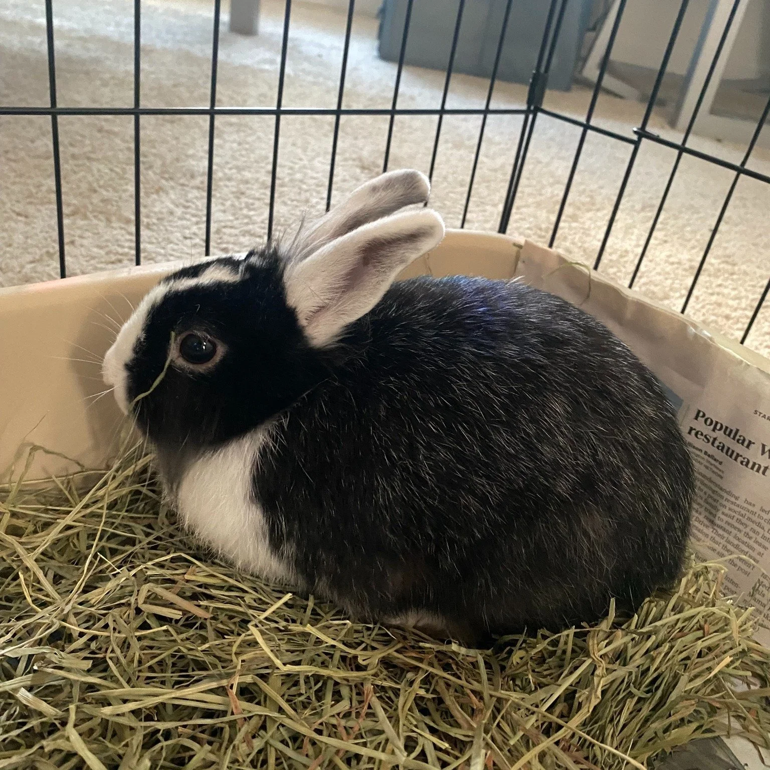 Welcome our newest foster: Toast🍞...and if you were wondering, yes we have another GIRL! 

Toast was found outside in the same area as Muffin, Biscuit, &amp; Sally! Thankfully we were able to get her inside before the weather dropped. ❄️

To support