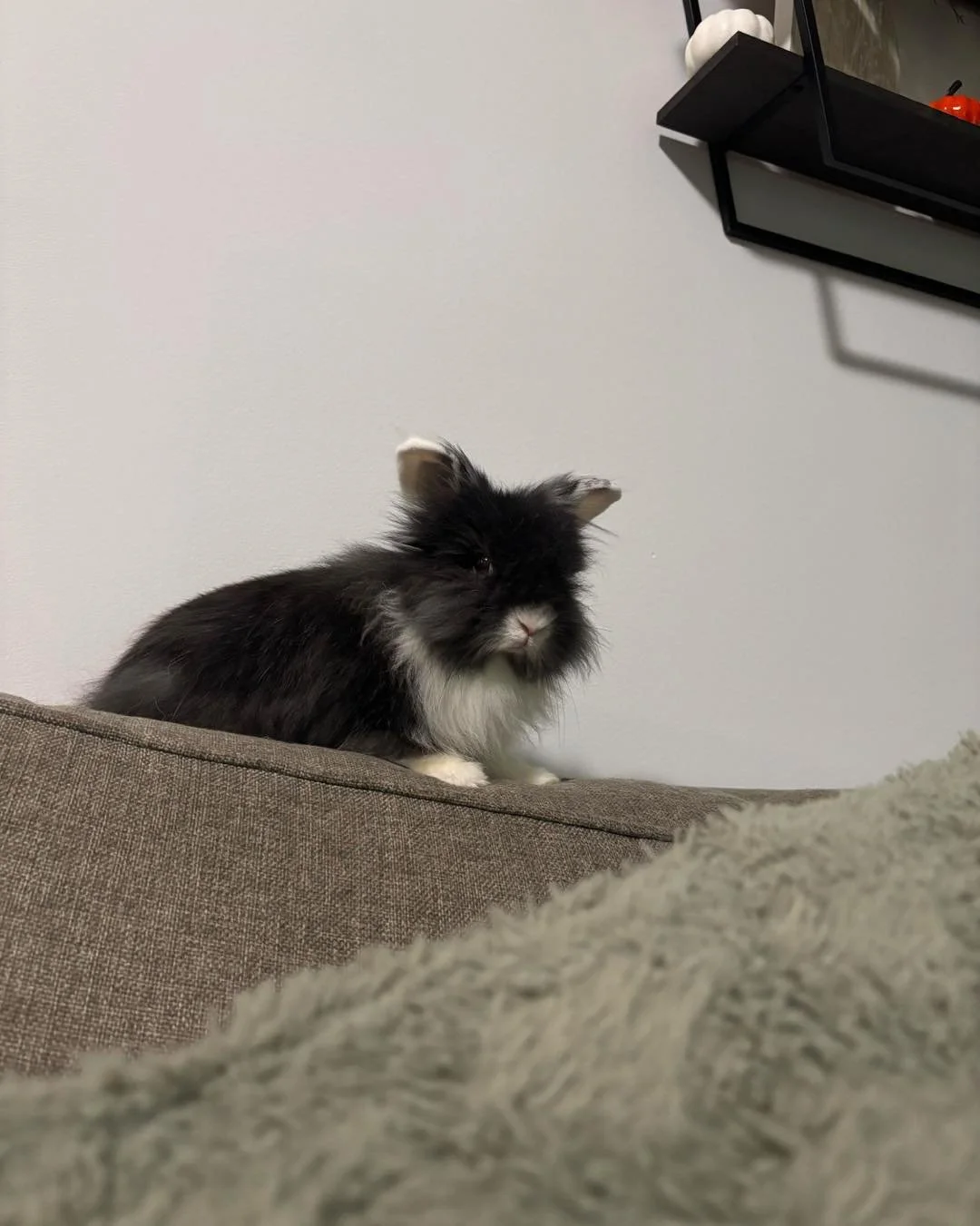 Muffin wanted us to tell all of you, thank you so much for your donations🩵 Your donations are helping us get these babies spayed &amp; neutered and of course making sure we have plenty of food for all of them! 🐰