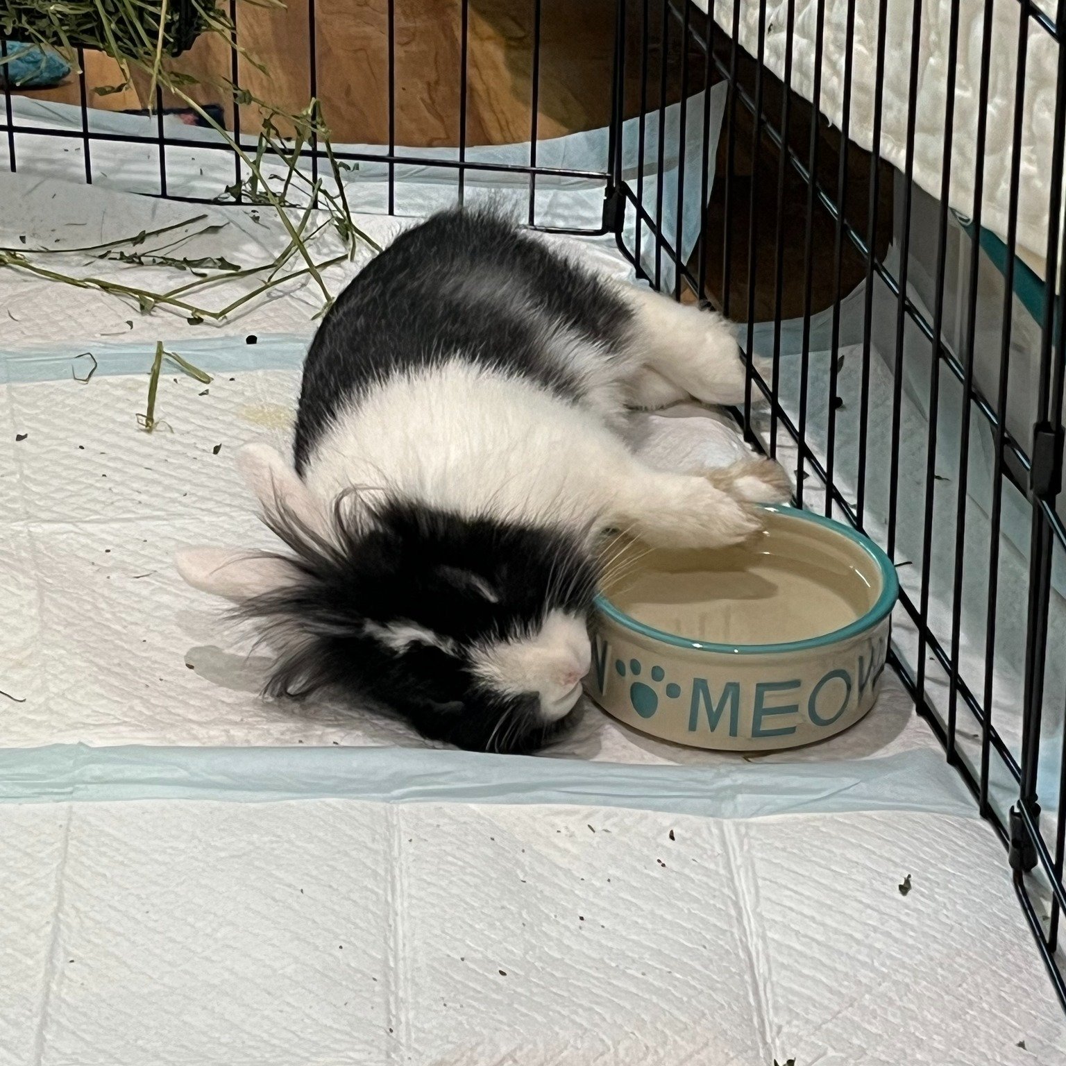 Hey there its Sally again🐰, I overheard my hooman is taking me for a 'spa day' soon... I think my big ears heard wrong! All this chatter about the vet and recovery time has me suspicious that is it more than that 👀
Guys keep your paws crossed for m