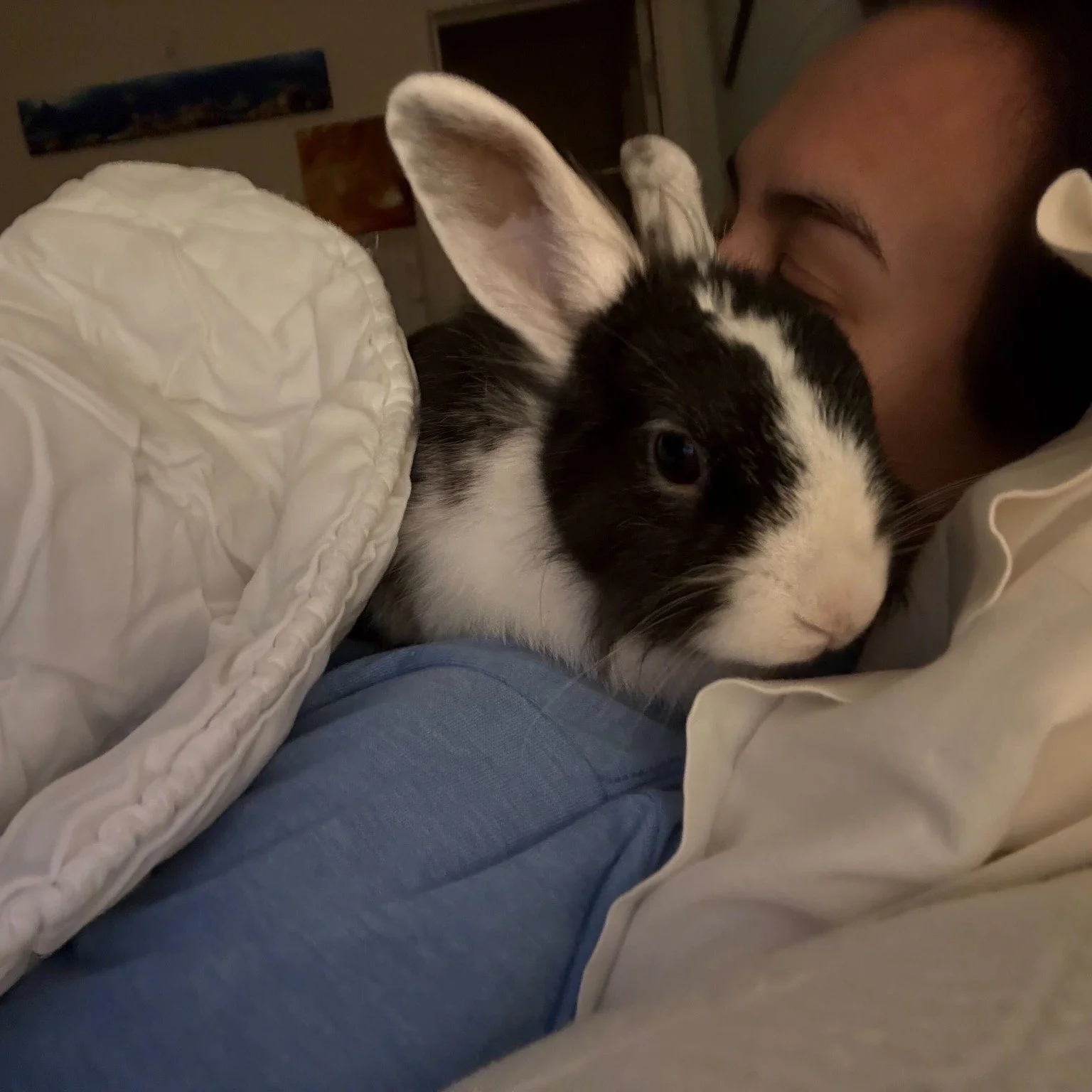 Toasty check in! 🍞
I am adjusting well in my  foster home, and with the love and support of my foster human, I know I'll come out of my shell in no time! 💕