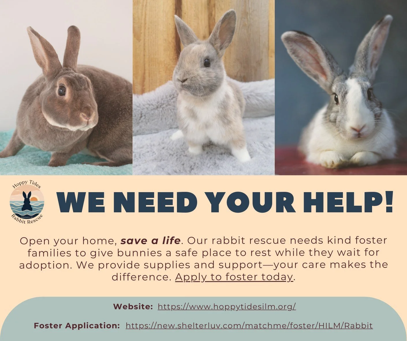 Please spread the word to all of your bunny lovers!
&bull; If you have any questions direct message us or email us at foster@hoppytidesilm.org.