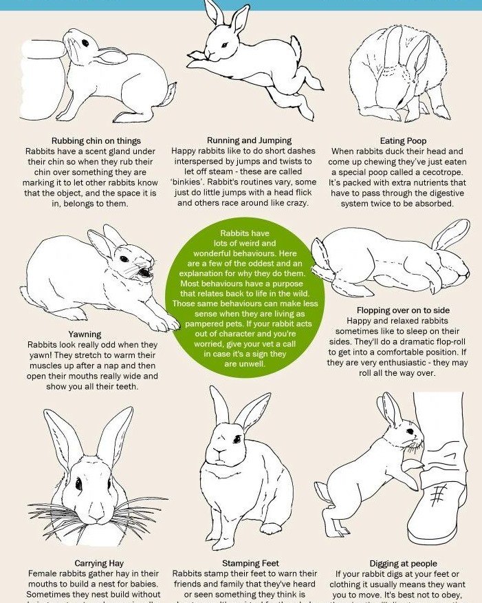 #educationtuesday Bunny Behavior! 🐇
Ever wondered what's going on in that fluffy little head of theirs? 😅