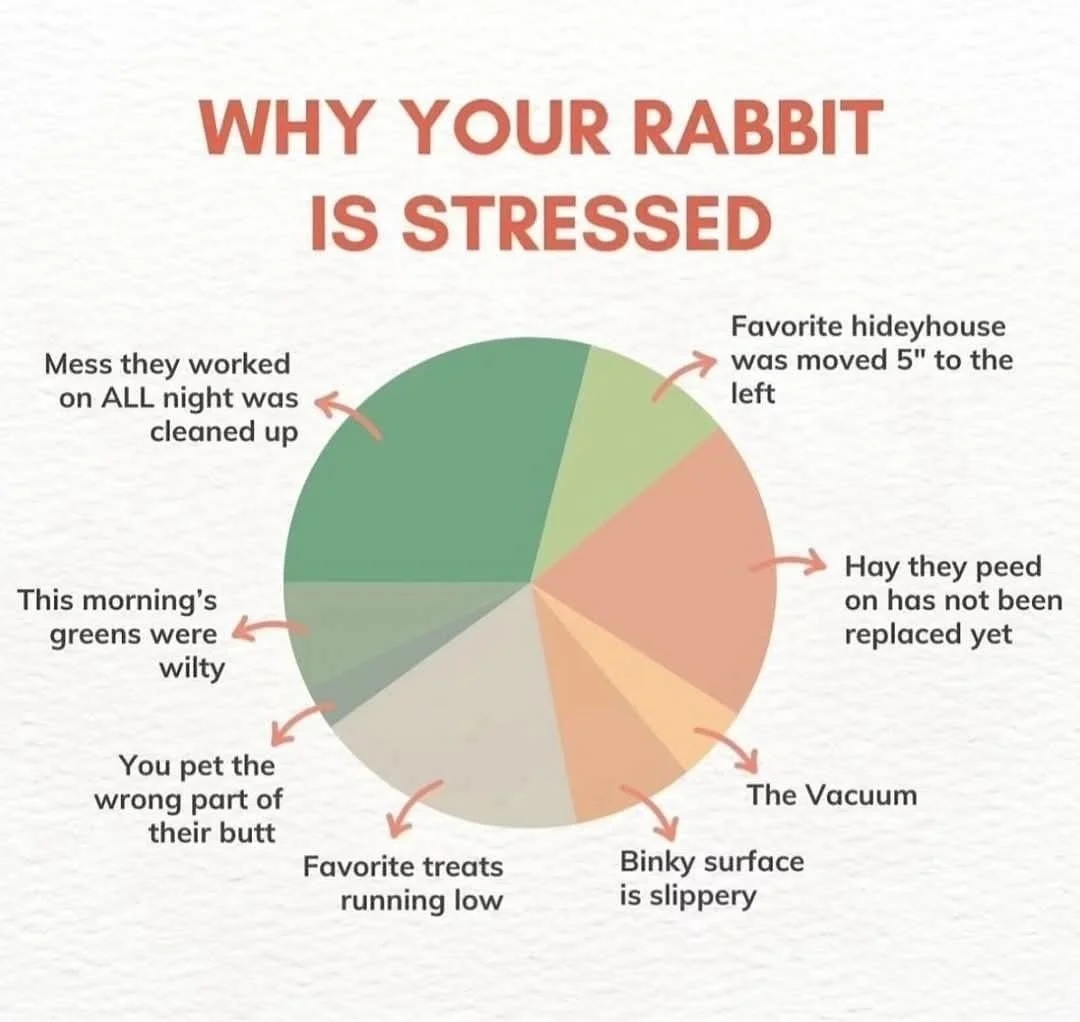 Who else has a bun that's the real boss? 🐇😂