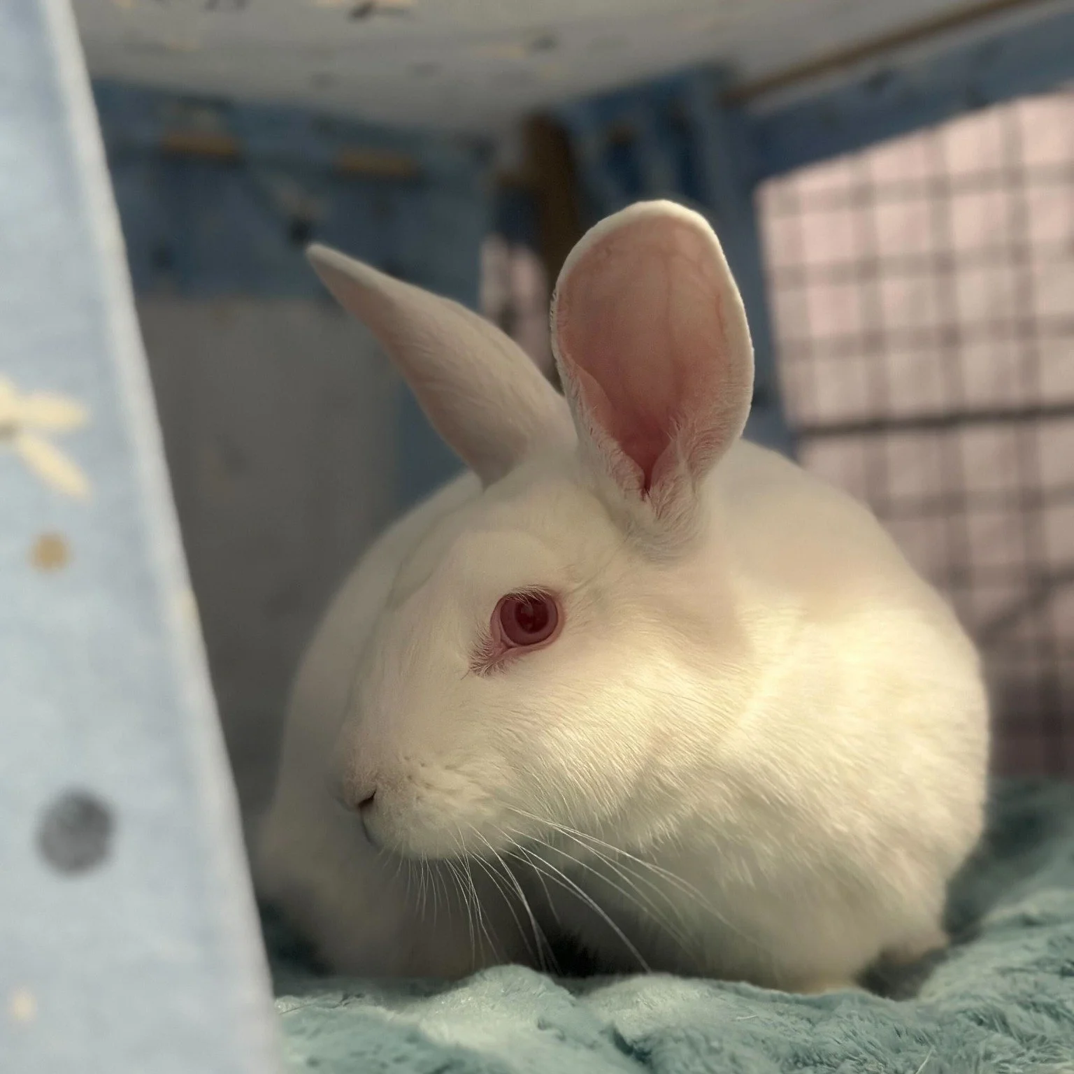 We have added another rabbit to the HT family! ...and yes, we have another GIRL🩷 &rarr; This sweet girl had been living outdoors for at least a month before being rescued by a kind-hearted individual who contacted us to help!

🤗We need some name su