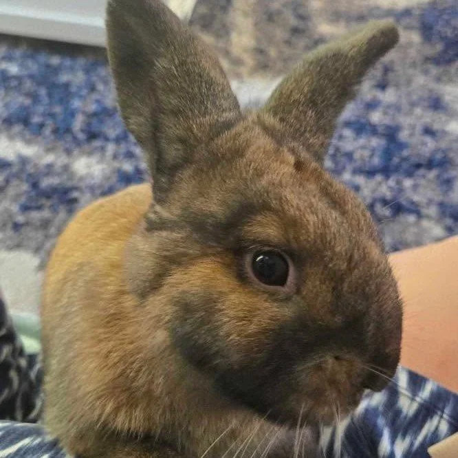I got the best Christmas present 🎄I&rsquo;M ADOPTED!!🐰
Ralphie has officially been &ldquo;foster failed&rdquo; by one of our fosters! We cannot wait to see this little boy thrive with his *hopefully* new bonded bun friend (after she is spayed)🤞
