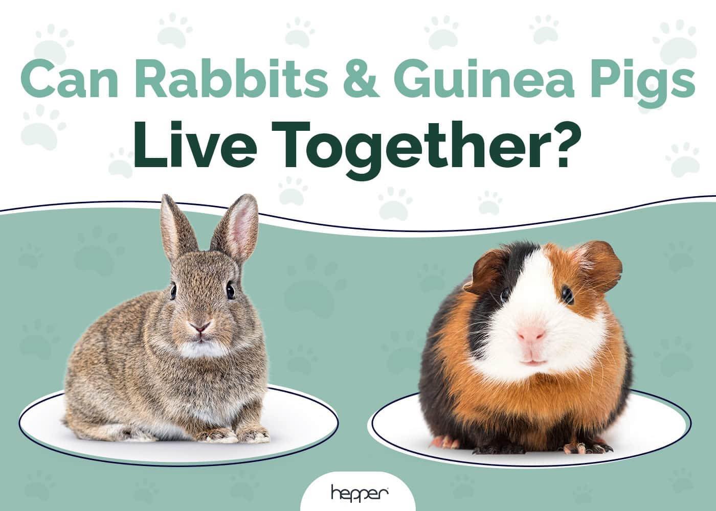 #EducationTuesday

Ever wonder if your rabbit and guinea pig can cohabitate? Even though they have much in common, it is best that they are kept separate for many reasons.

1️⃣ Although both rabbits and guinea pigs are herbivores (plant eaters), ther