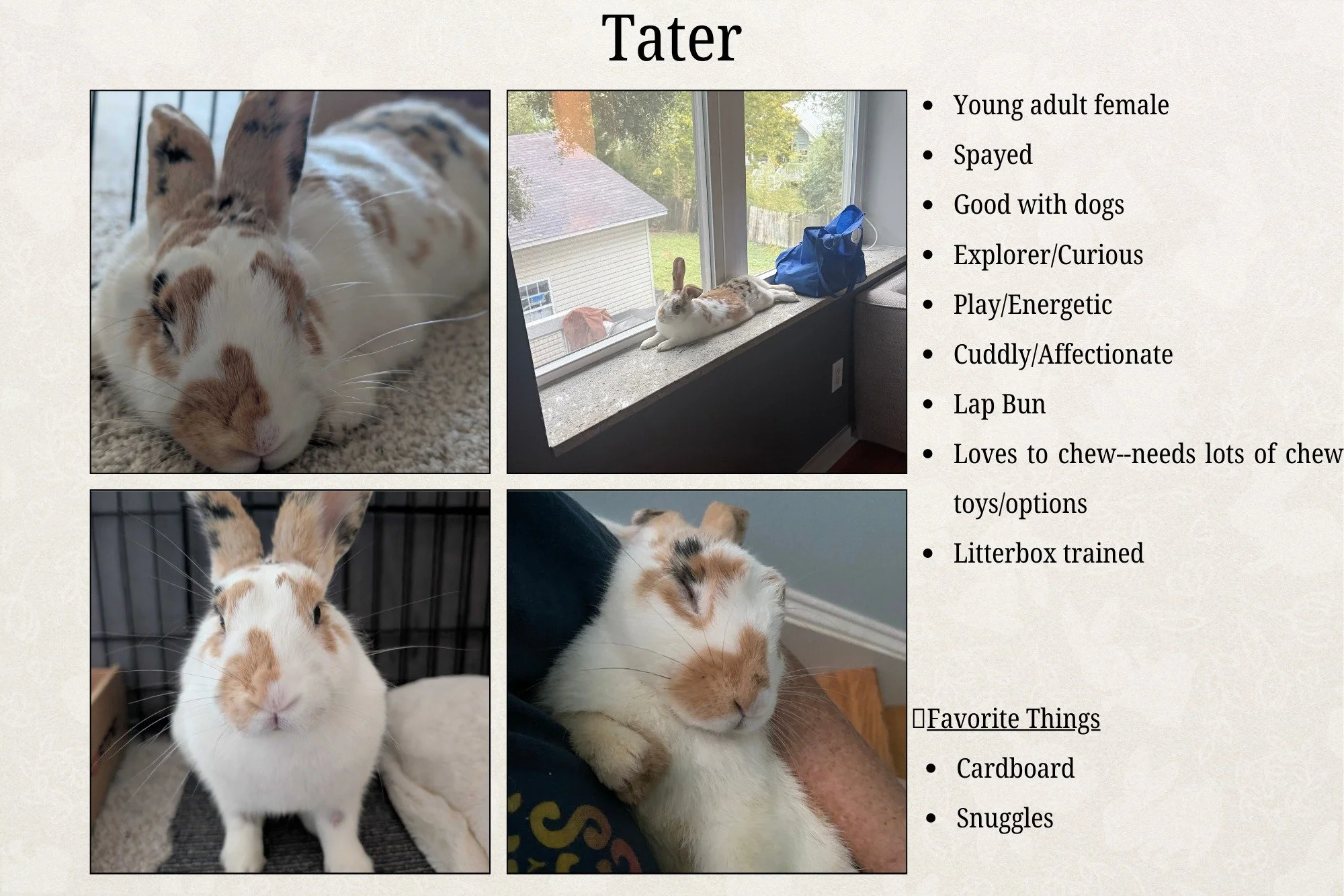 Meet a few of our adoptable rabbits🩷 Sweet Tater and Miss Bella are up first🐇
 
To adopt these amazing buns, fill out this form: https://new.shelterluv.com/matchme/adopt/HILM/Rabbit