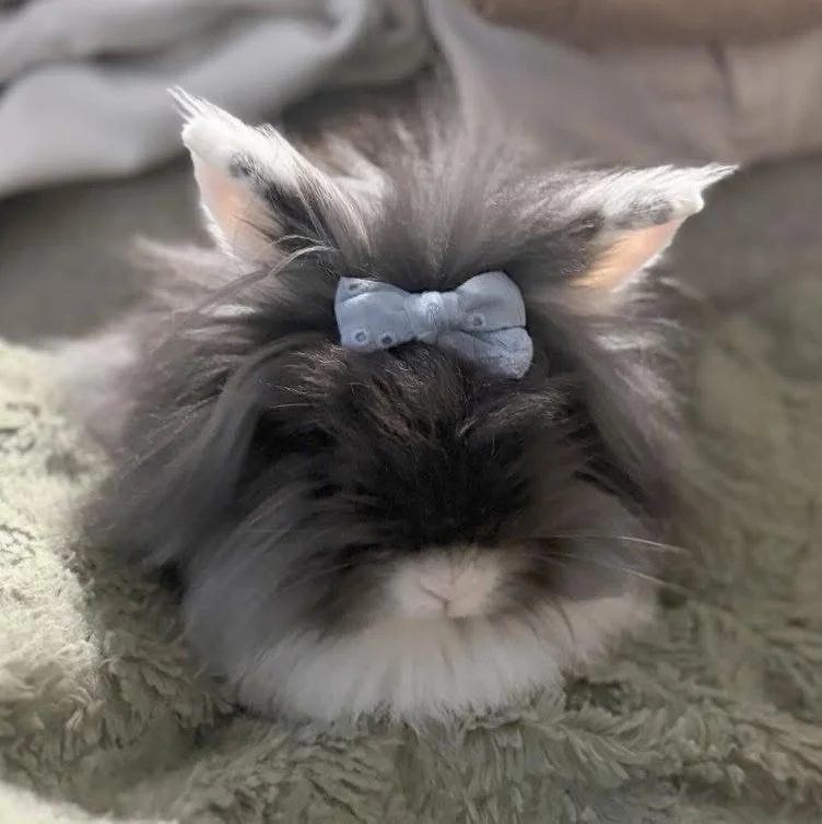 Muffin checking in 🎀. 
&ldquo;Bow game: strong.&rdquo; I&rsquo;d say she&rsquo;s living her best life with her new family 😍💕