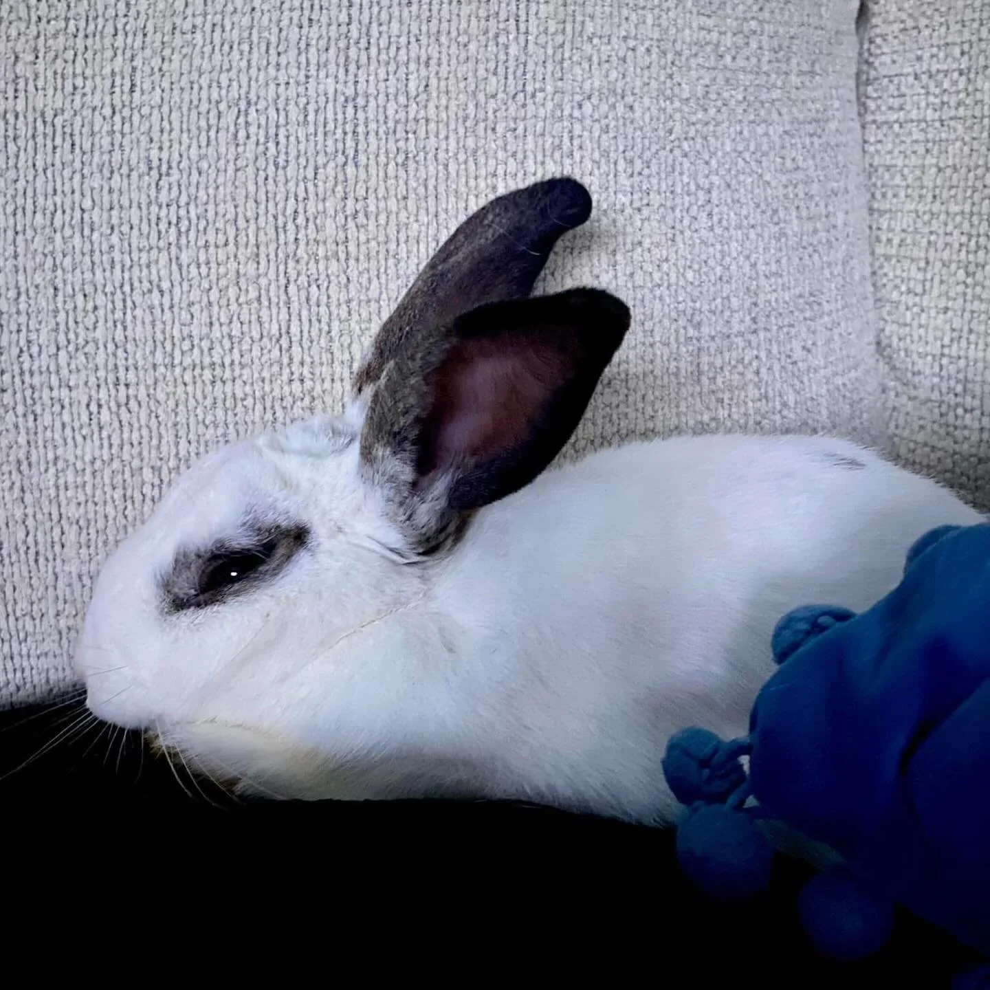 Oscar is finally discovering the good life, soft spots, safe humans, and quality Netflix snuggles. From surviving the streets to choosing couch time with people, true bun love💙🐰