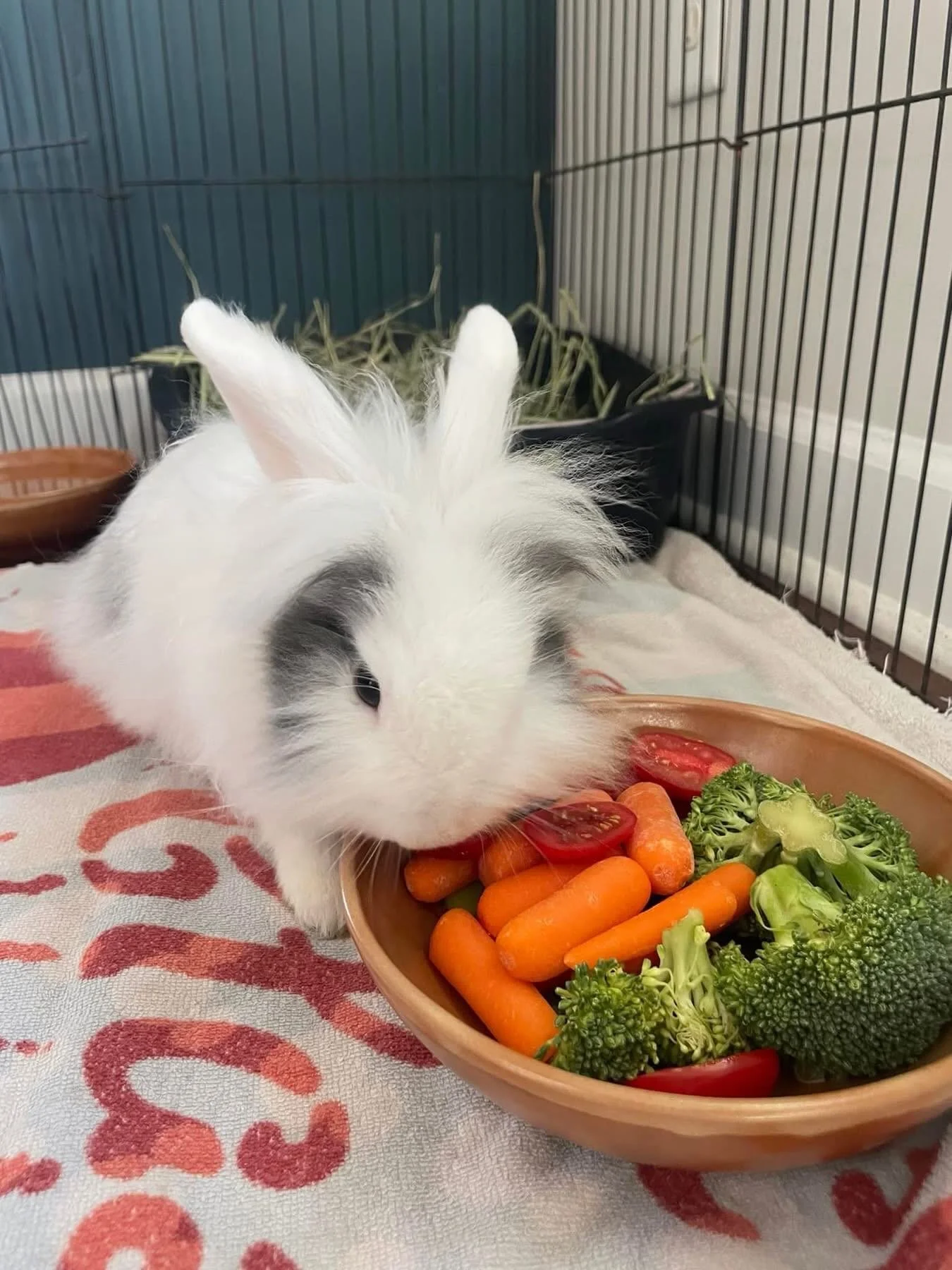 Remember the sweet girl we rescued this summer who had seven bot flies?
Look at her now 😍
Biscuits officially spayed, thriving, and ready to find her furever home. This resilient little lady is full of spunky zoomies, curious adventures, and then me