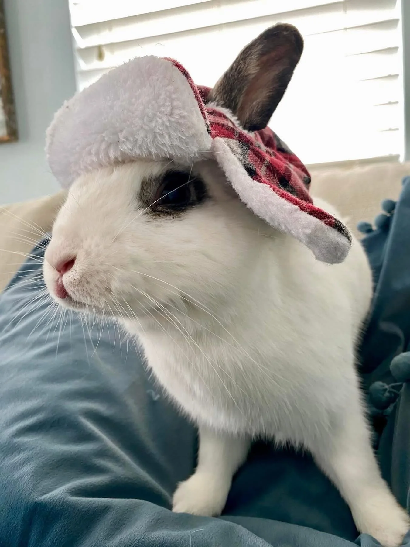Oscar here. ❄️🐰
Weather update: snow incoming. Dignity? Compromised.
This &ldquo;hat device&rdquo; is unauthorized and will be reported to HR immediately!