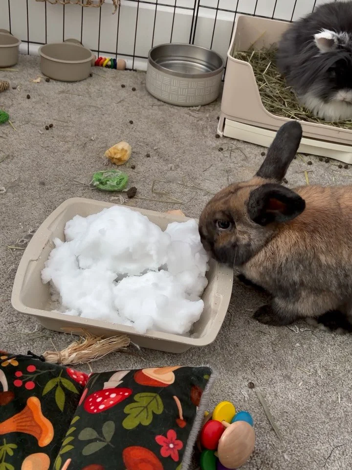 Why go outside when the snow comes to us? ❄️🐇

Just some Buns enjoying the snow, Muffin was not to sure.