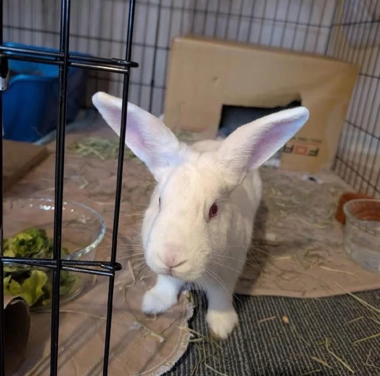 Everyone, meet the beautiful Rewdy. 😍 She is a heartbreaking reminder of what happens when people dump their rabbits, believing they can survive on their own. They cannot!! 
Rewdy was the only one who survived; the other two rabbits were not so luck