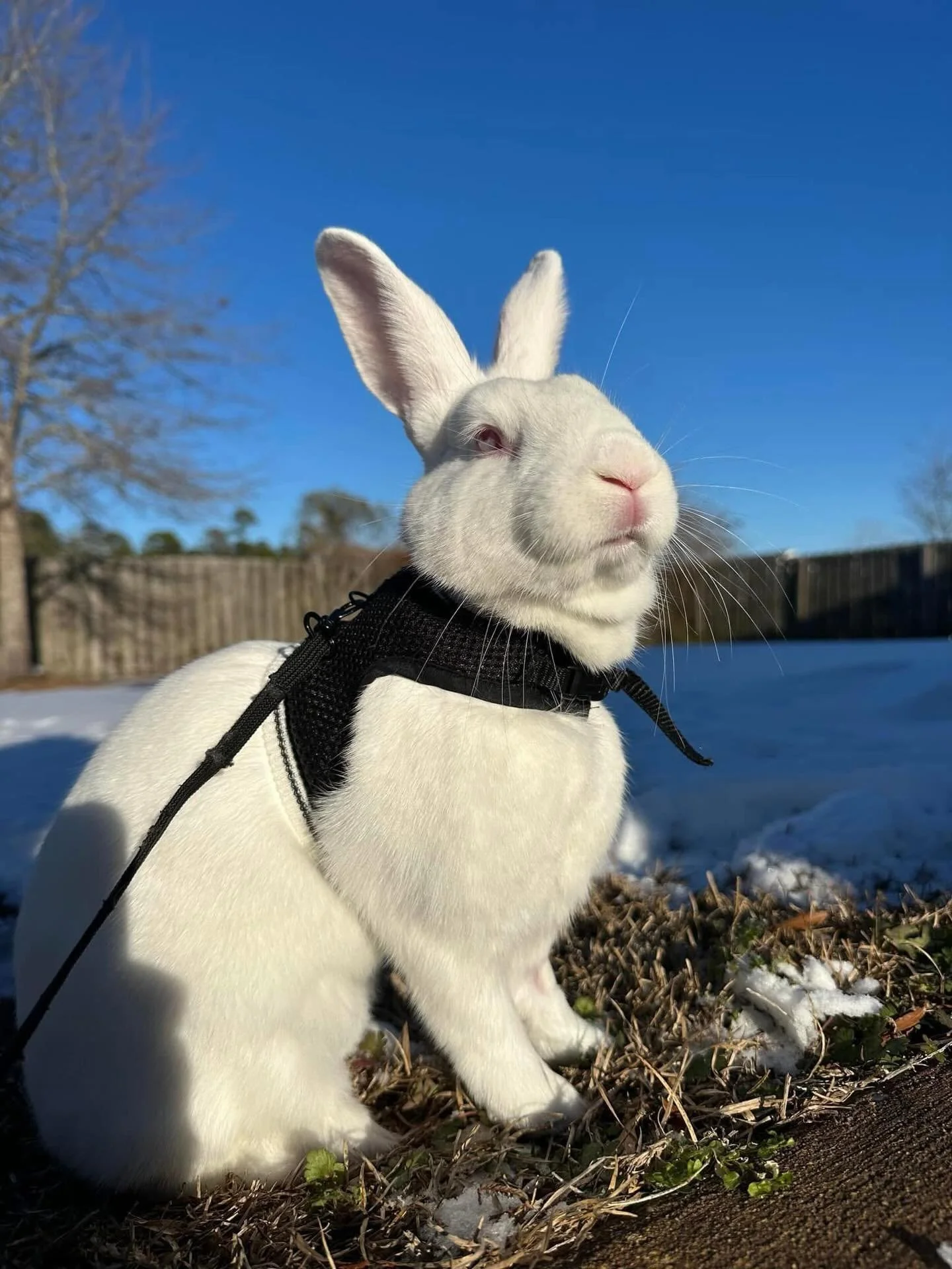 Exciting news!!!!! Majestic, beautiful Yuki has been adopted!!! 🎉😍 She will continue living her best life as the queen that she is, spoiled and adored with endless love that she deserves. ❤️🐇.