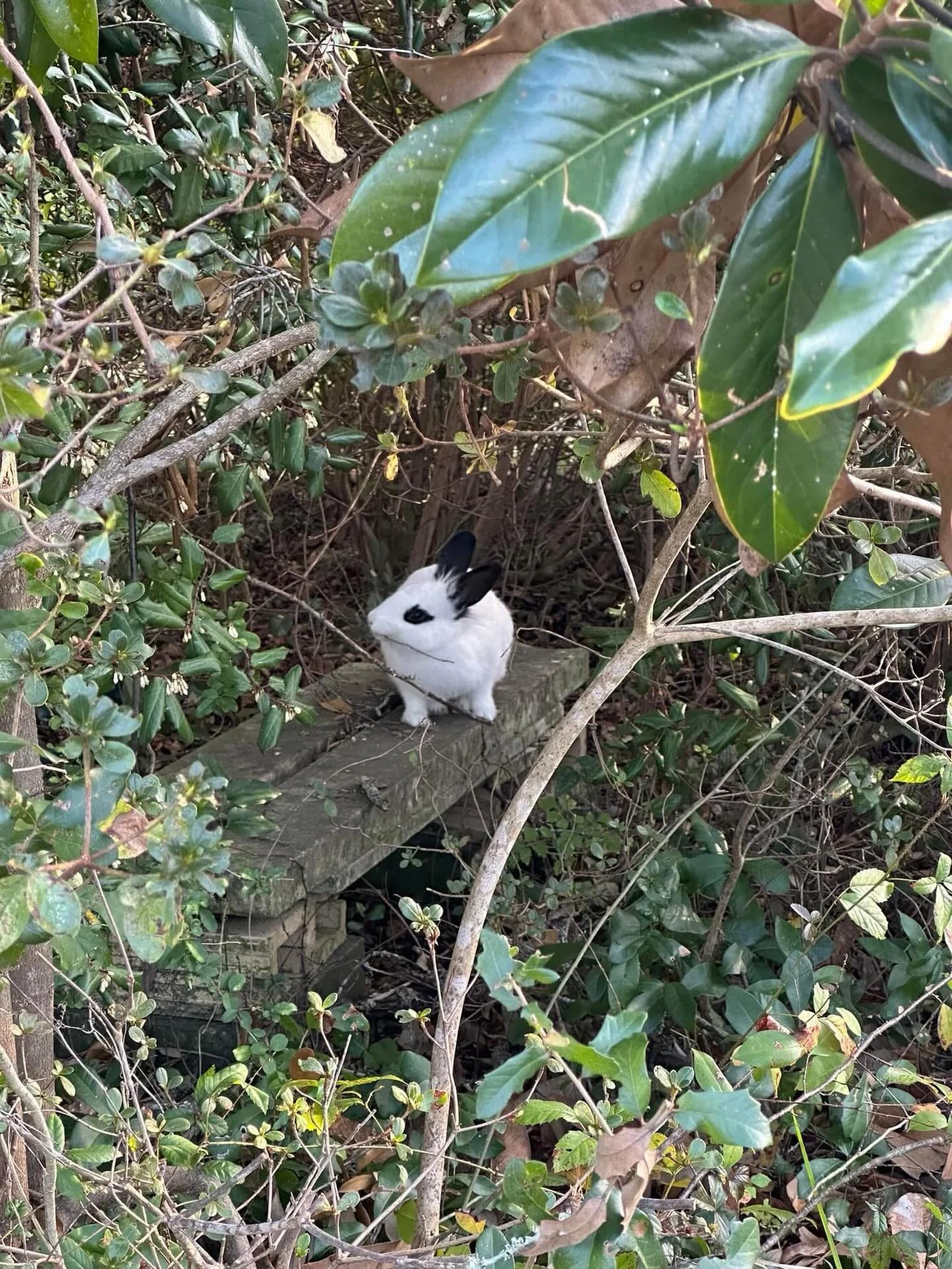 We have exciting news!!!🎉🎉🎉

Lil Jams&rsquo; foster parents have decided to adopt her, and we couldn&rsquo;t be happier. From being dumped and discarded&hellip; to being safe, spoiled, and living the dream indoors 💕🐰