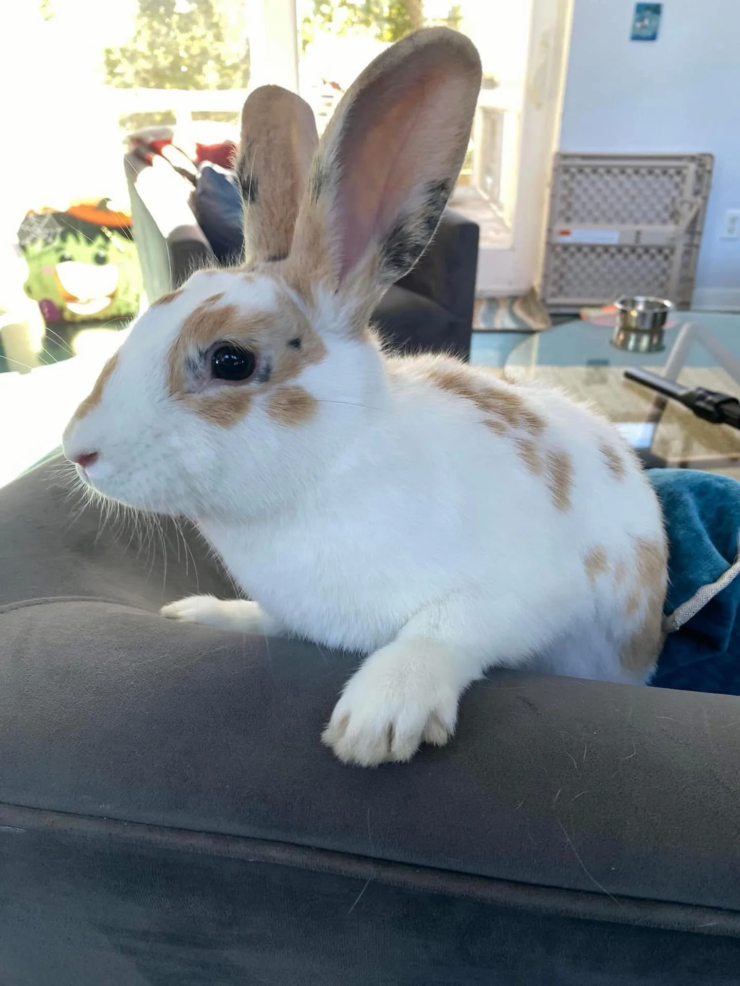 🎉🐰 ADOPTION DAY ALERT! 🐰 Today, sweet Tater officially hopped into her forever home, and we could not be more excited! 

From rescue bun to beloved family member, Tater has completely stolen hearts with her adorable personality and irresistible ch