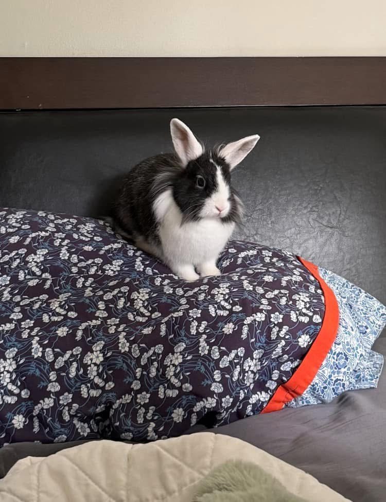 Exciting adoption post for Toast🎉🐰❤️

From rescue bun to beloved family member, Toast has officially hopped into her happily ever after.  Now she gets to share it with a family who already adores her!! We are so happy for her future!