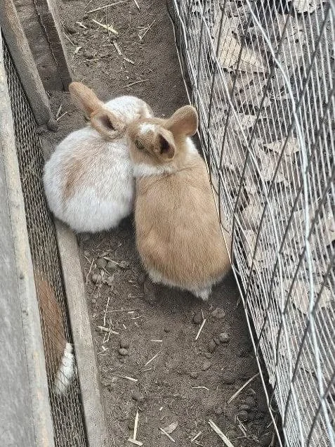 Our hearts are breaking.

We have been made aware of a hoarding situation in Pender County involving an estimated 50 to 70 rabbits. A litter of babies has already died from the cold. We cannot let that happen again.

These rabbits are still waiting f