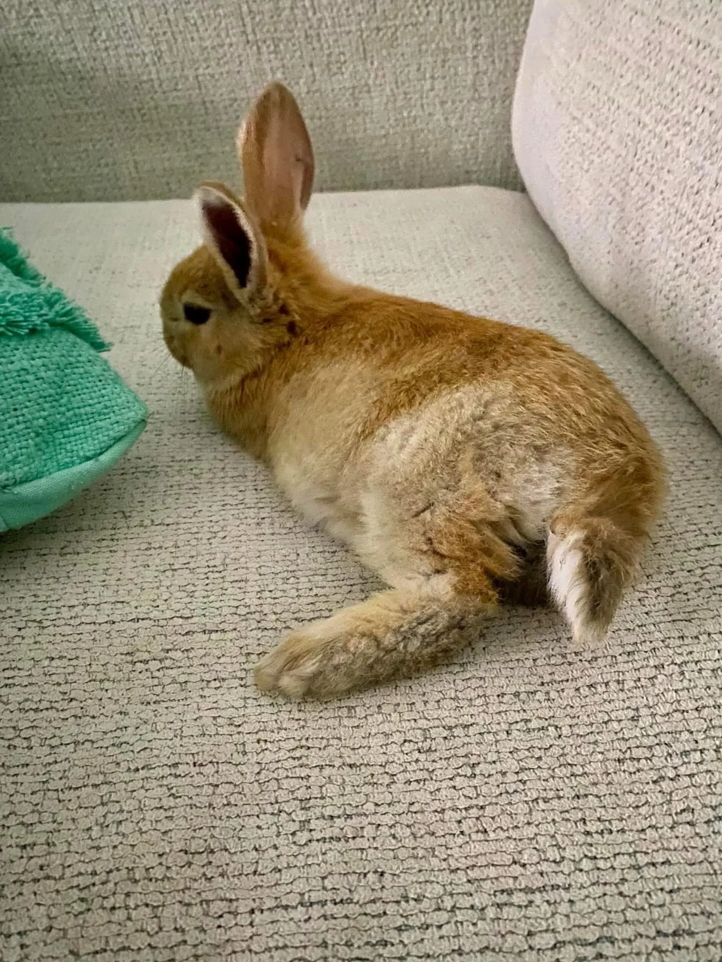 Rescuing nine rabbits isn&rsquo;t just about numbers, it&rsquo;s about nine heartbeats now protected. Nine noses that will twitch in comfort instead of fear. Nine lives that will finally understand love.

Smudge is only one story. However, every sing