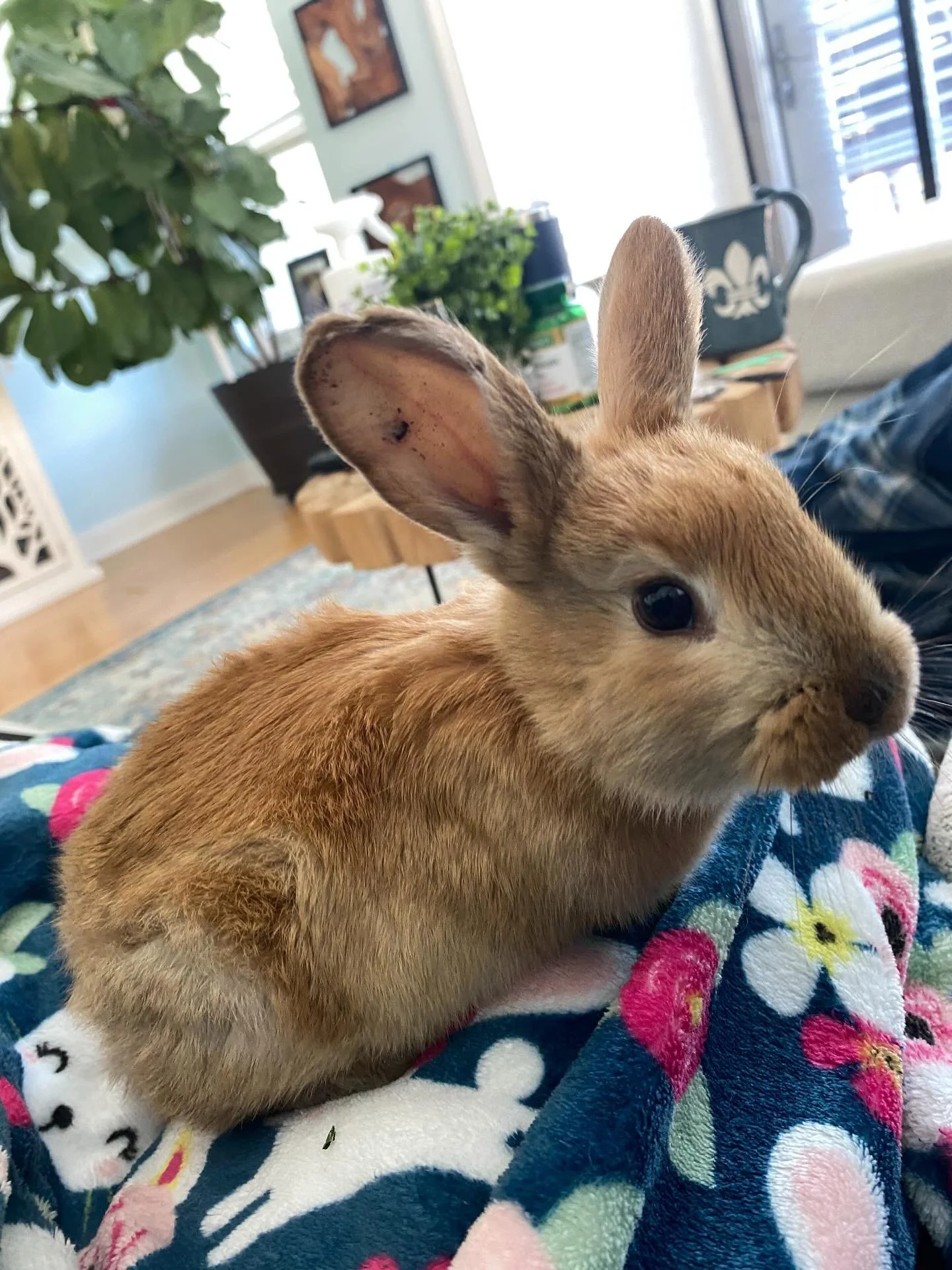 Yesterday, we rescued nine precious lives, and I&rsquo;m excited to share their stories. Let&rsquo;s start with the mom, she birthed five little kits. As of today, it was confirmed that she was already pregnant again. We&rsquo;ll be proceeding with a