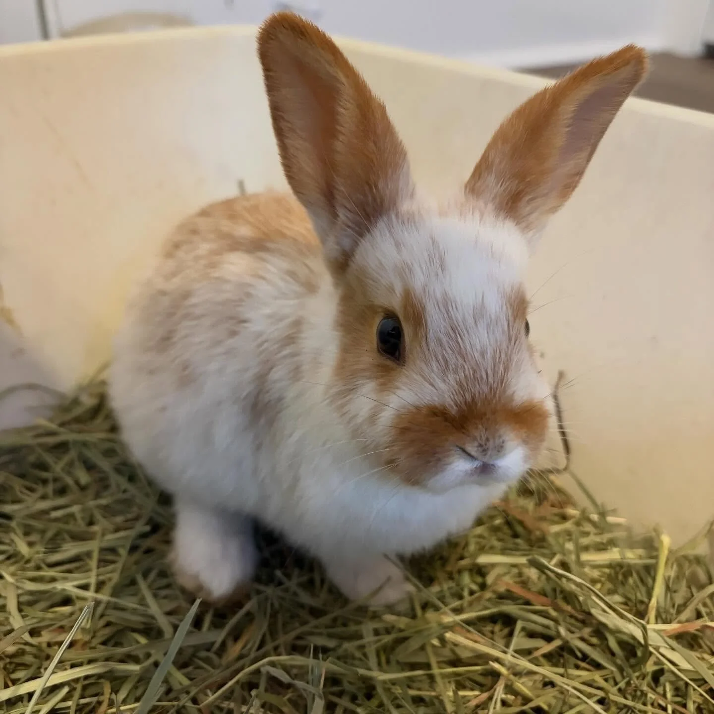Everyone meet Percy😍 

Percy is one of the sweet little kits we pulled from the same situation as the others, and we just couldn&rsquo;t leave him behind. When you&rsquo;re already in rescue mode, what&rsquo;s one more precious life to save? 💙🐰