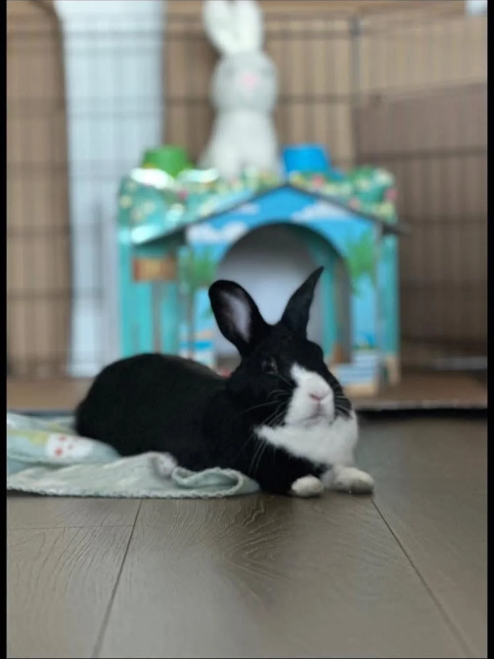 Benito&rsquo;s story is one of hope and transformation, as he flourishes in his new foster home after being rescued from Brunswick Animal Control🐰💙