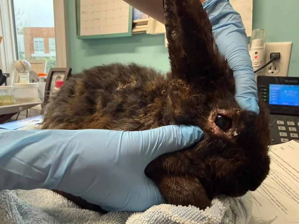 WARNING!! This is a heartbreaking story of what this poor rabbit endured.

This sweet boy was forced to share a cage with another unneutered male rabbit. As many know, intact males can be extremely territorial. Unfortunately, he paid the price for th