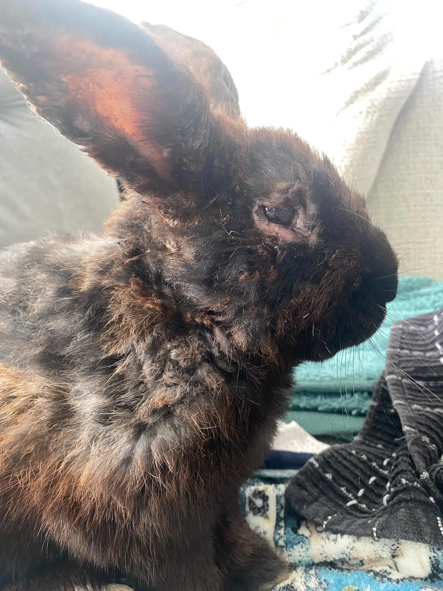 Welcome our sweet new foster Tyson!💚 He came into our rescue after being attacked by his cage mate and is now safe with us. As you can see, he has alot of injures and is in need of veterinary care, medication, and lots of TLC while he recovers.

Rig