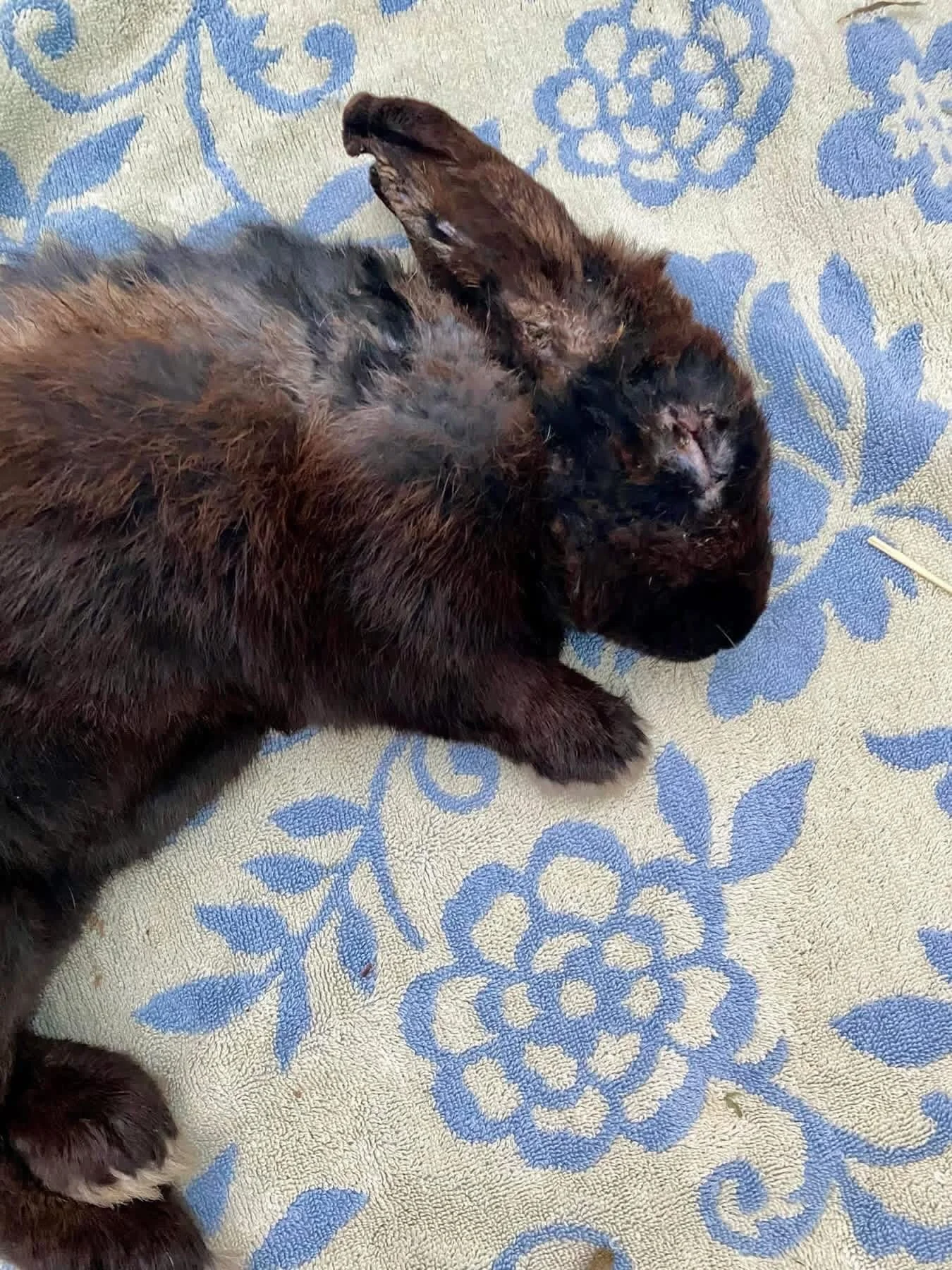 This is the look of safety, security, and love. Tyson faces a long road to recovery, but he will never again know fear or pain. This is why rescue is so important. Don&rsquo;t forget to join us in supporting this sweet soul on March 29th for the upco