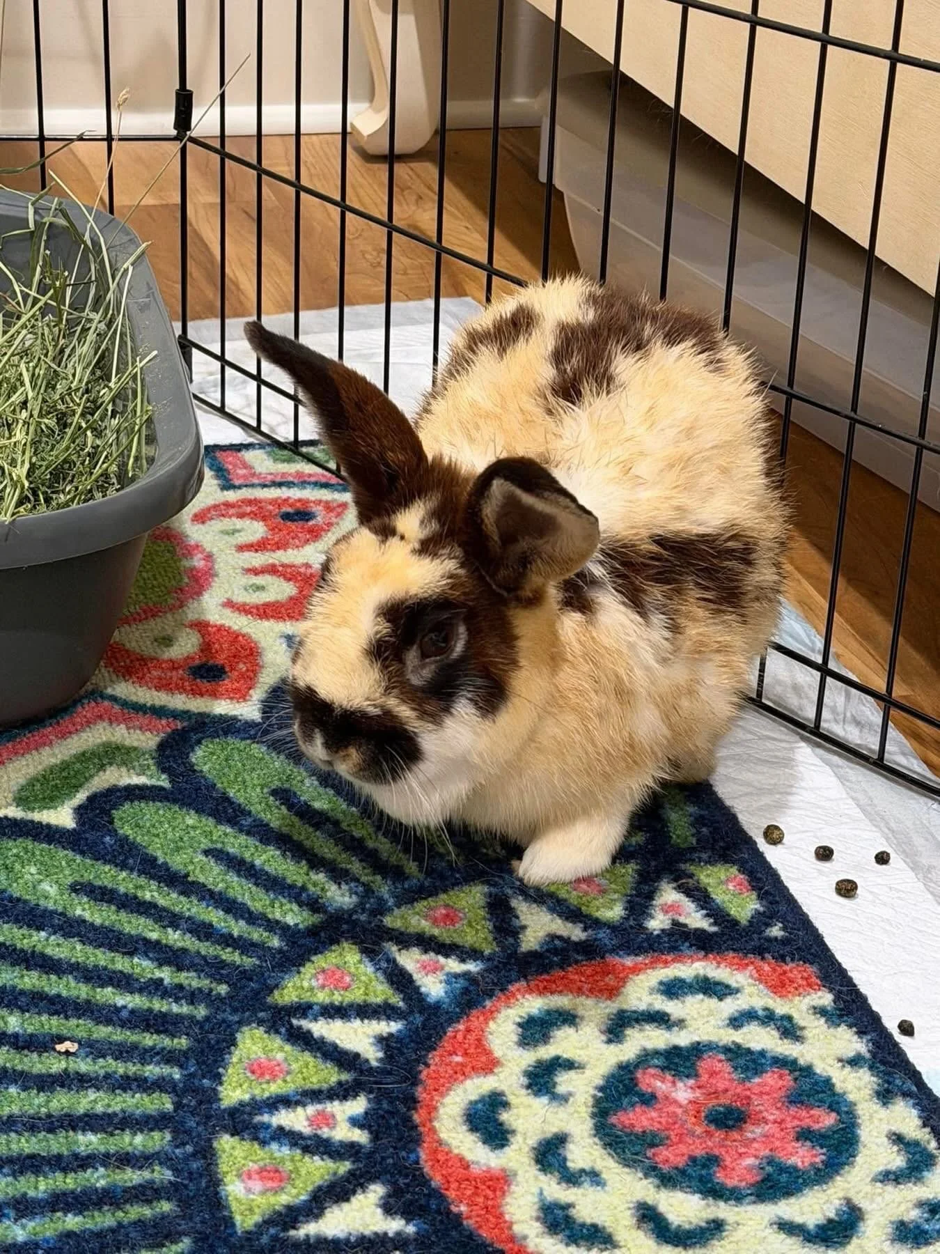 Welcome Billy to Hoppy Tides! 🐰

Billy is the intact male who was housed with poor Tyson. Unfortunately, many people don&rsquo;t realize that two intact male rabbits should never be placed together, as it often leads to serious fighting and injuries