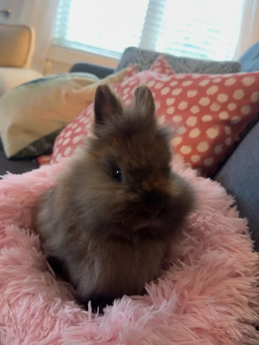Petunia found her forever home 💕🐰

From a tiny fluff with big eyes to a beloved bun with an even bigger future&mdash;Petunia is officially ADOPTED! Watching her journey has been so special, and we couldn&rsquo;t be happier knowing she&rsquo;s headi