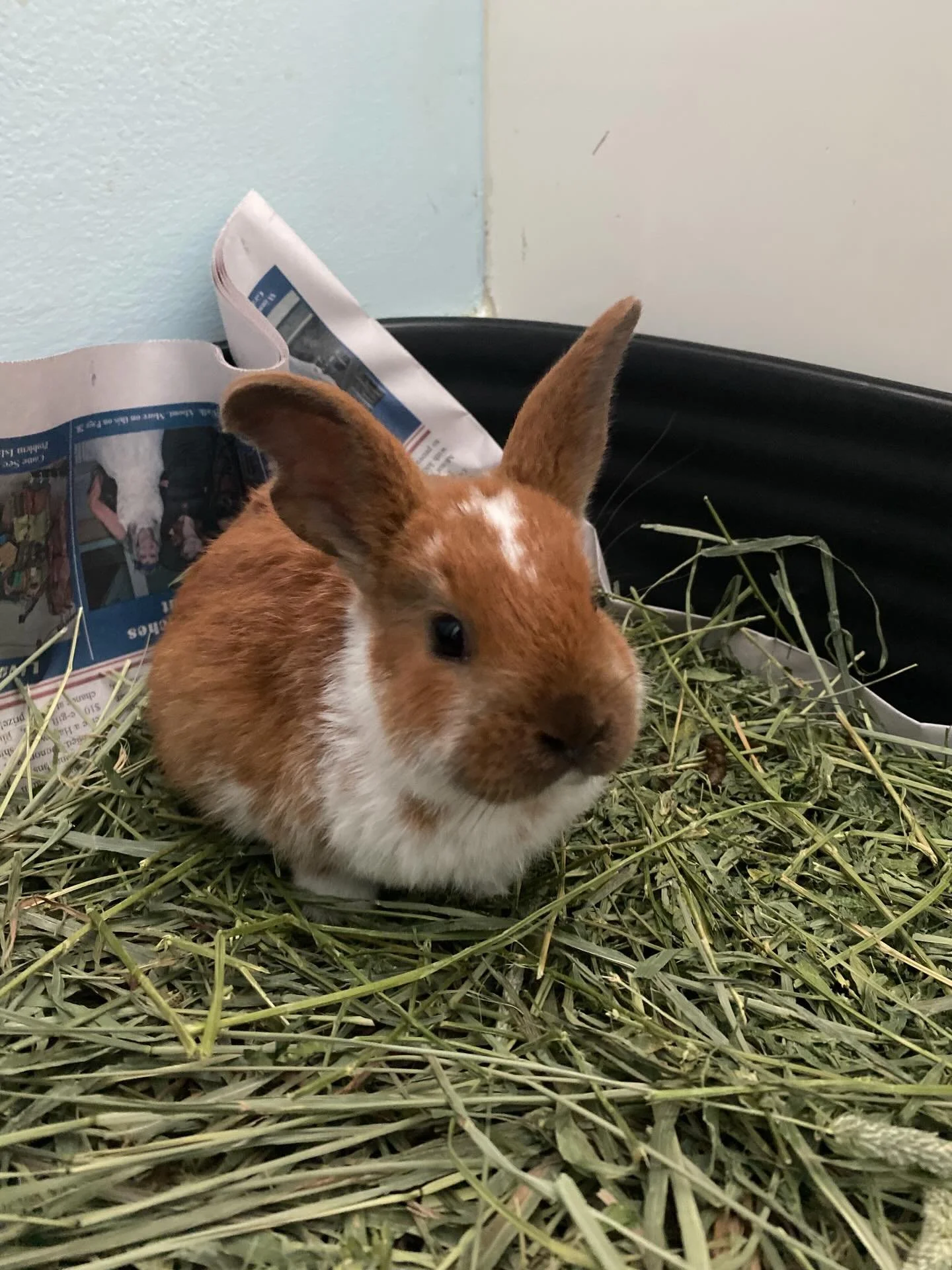 While we&rsquo;ve been busy pulling babies from the hoarding situation, we received another call we couldn&rsquo;t ignore.

Animal Control reached out about a bunny surrendered back in early January. With limited resources and the very real possibili