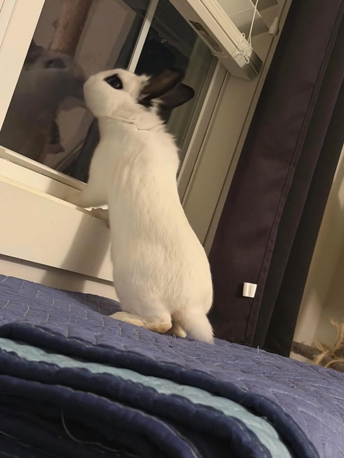 How much is that bunny in the window😂. Look how handsome Henry is😍🐰