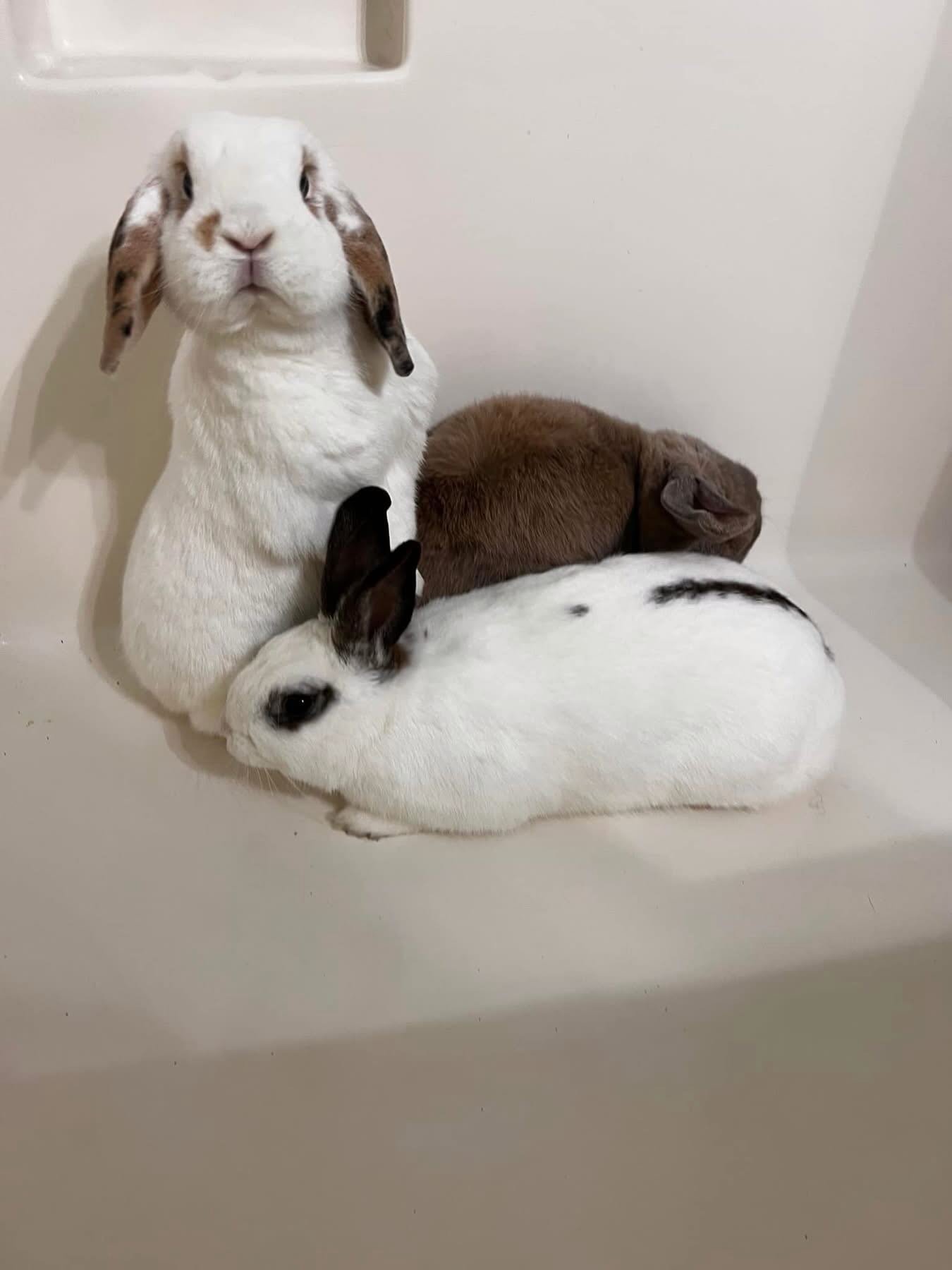 Happy Adoption Day, sweet Oscar. Your forever story starts now. 🏡🐰

From the moment he met his new family, Oscar leaned right in &mdash; soaking up snuggles, relaxing in their arms, and showing off the sweet, affectionate personality we all fell in