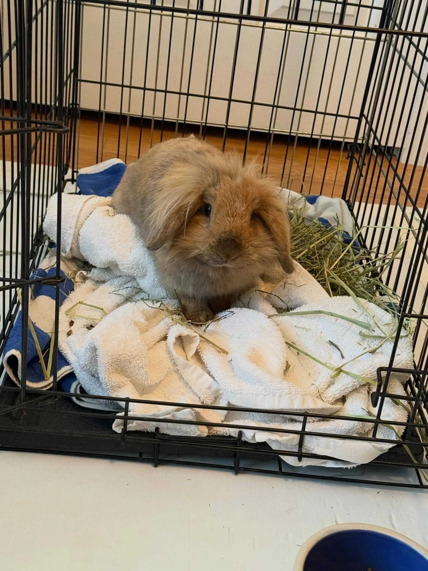Guys!!! A huge thanks to the team of Hoppy Tides! When the duty calls to rescue a rabbit, we make it happen. Welcome rabbit #30 to Hoppy Tides❤️💙🐰.