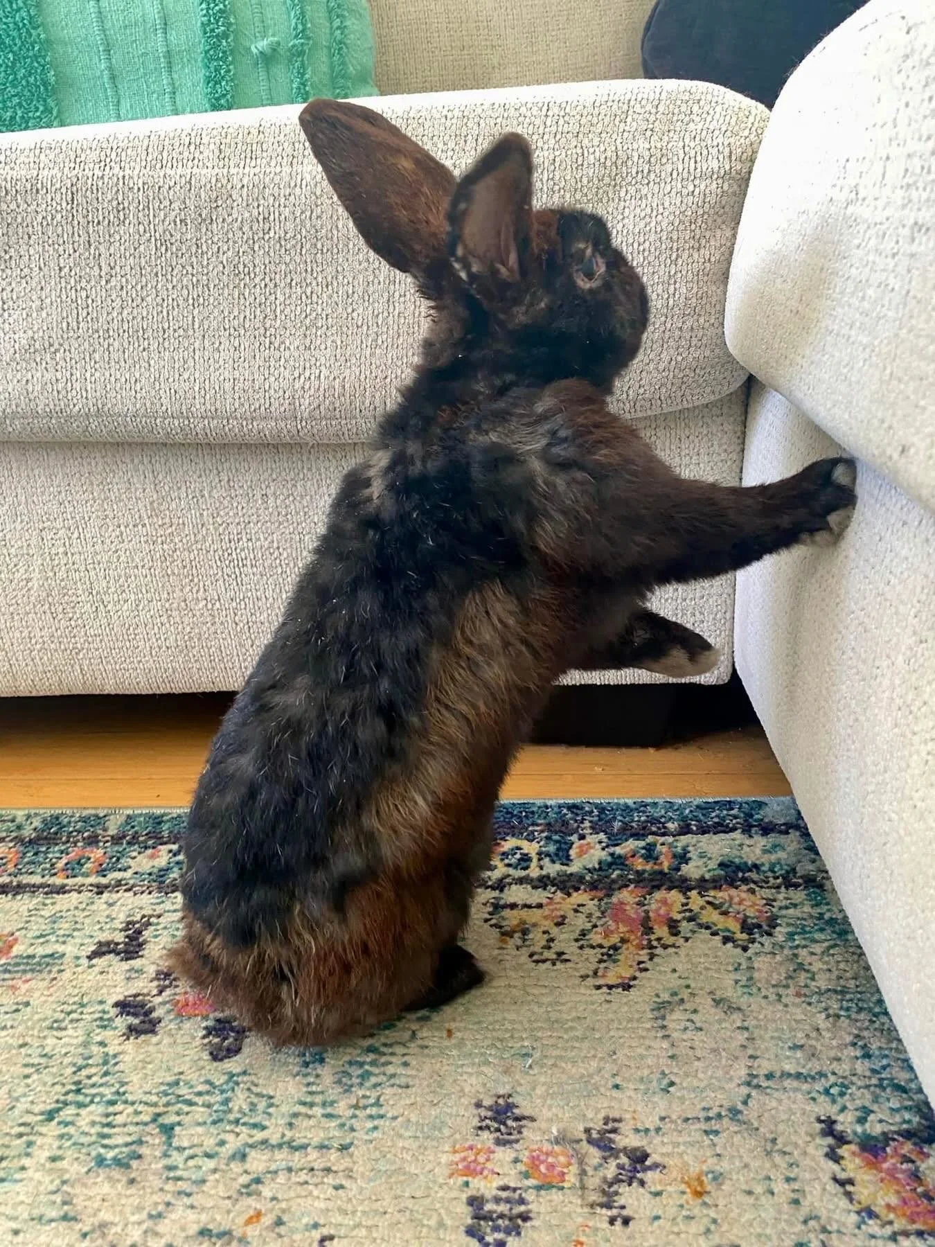 Sweet Tyson has an announcement 🐰💙

A hopping grand total of $9,385 was raised for Hoppy Tides. We are beyond overwhelmed with gratitude. The love and support shown for these precious animals was truly felt every moment Sunday! 

We still have 12 m